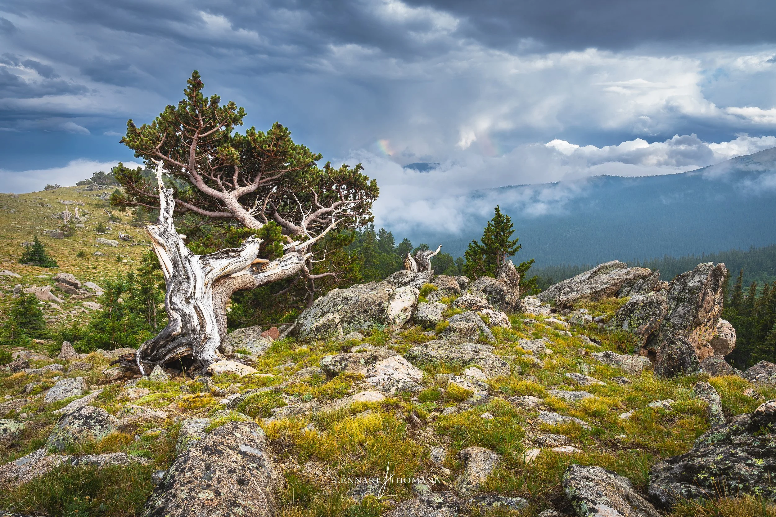 Roots in the Sky.jpg