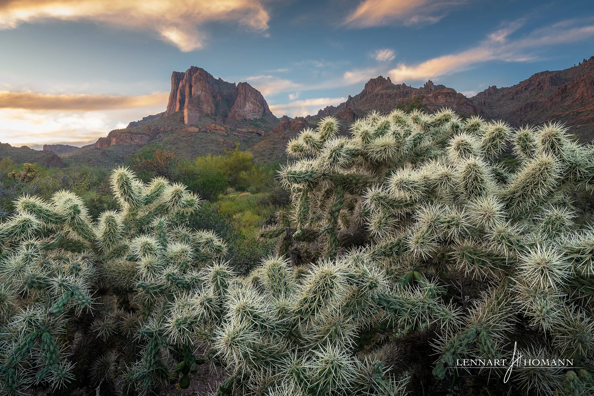 Cholla Sunsets LOGO.jpg