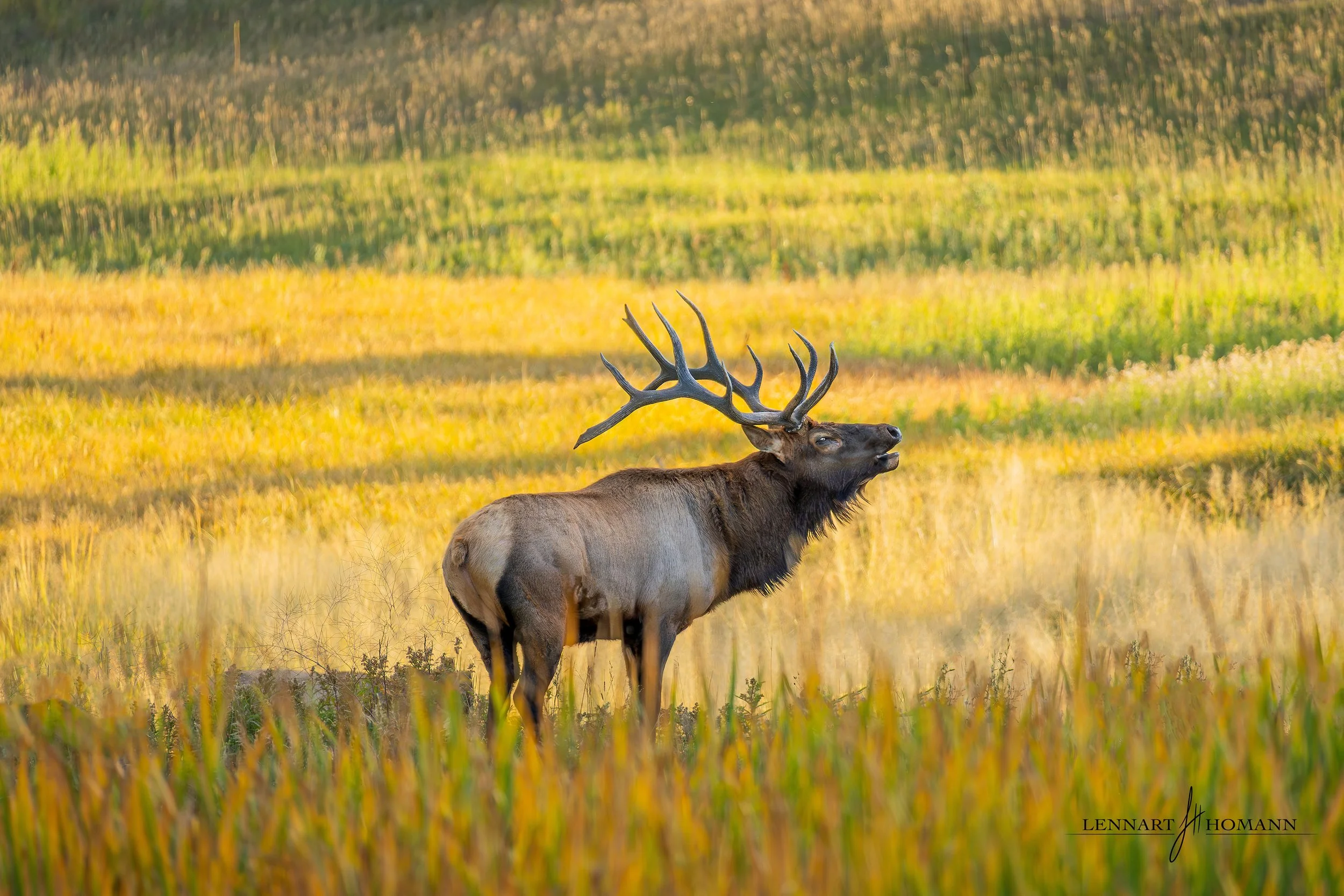 Autumn Elk.jpg