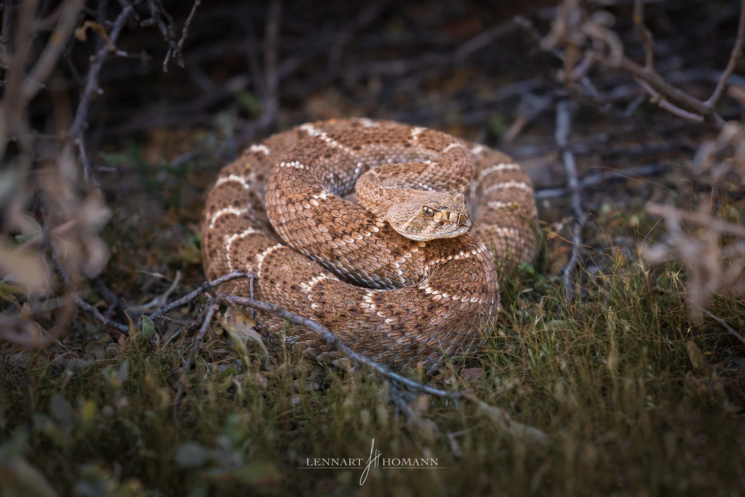 Superstition Diamondback LOGO.jpg