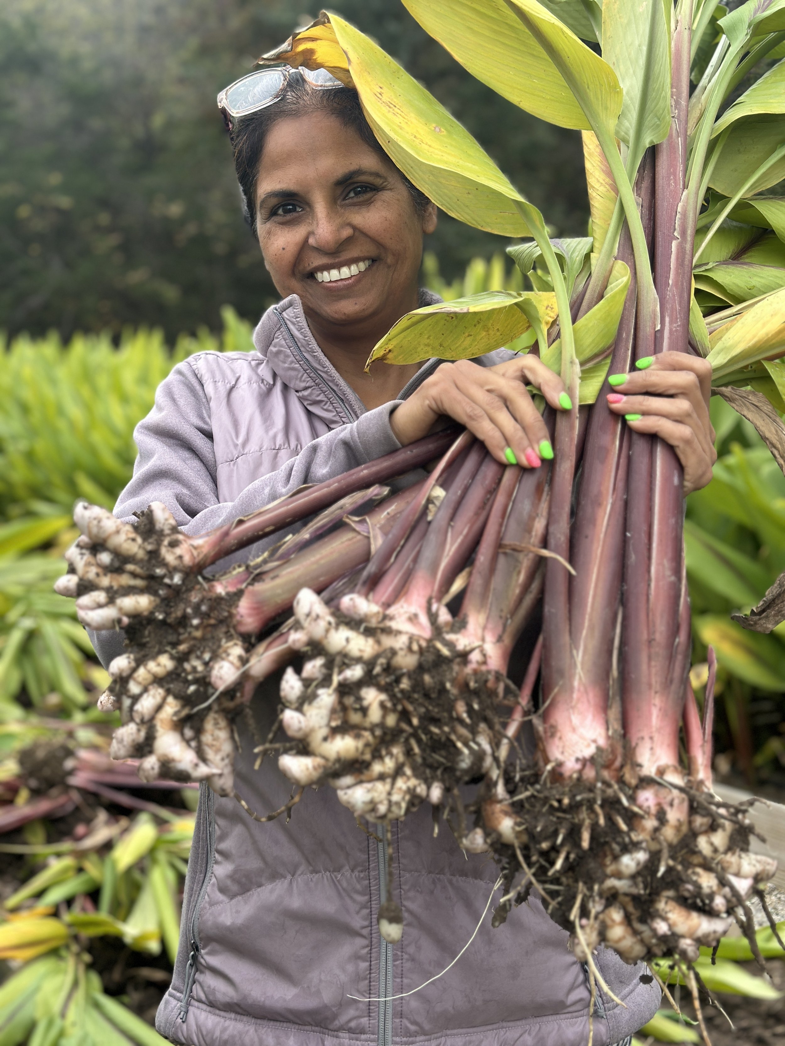 Ranjana Hans smiling and holding a large bunch of freshly harvested blue turmeric roots in a field, with green foliage in the background.