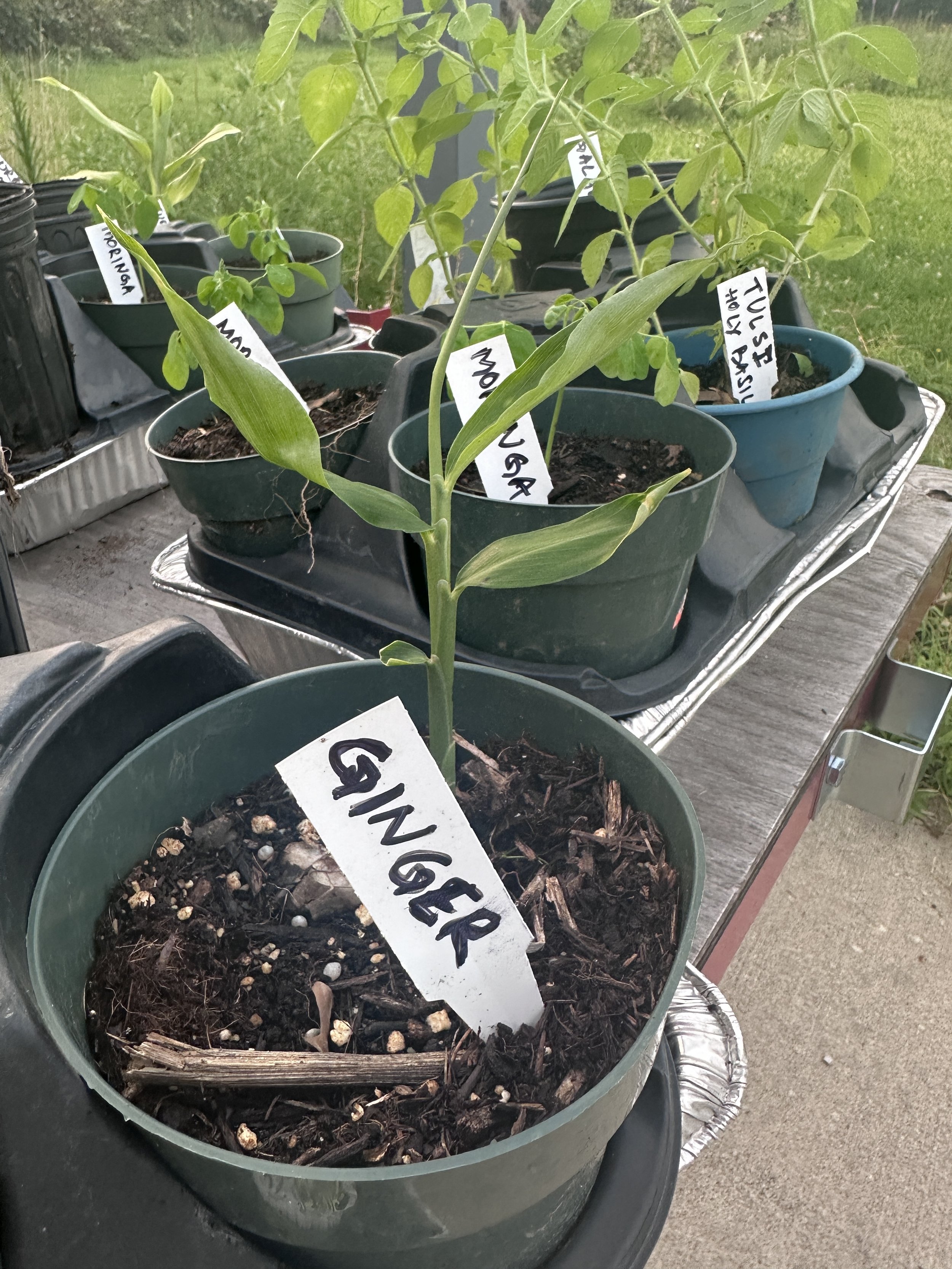 Ginger Plants