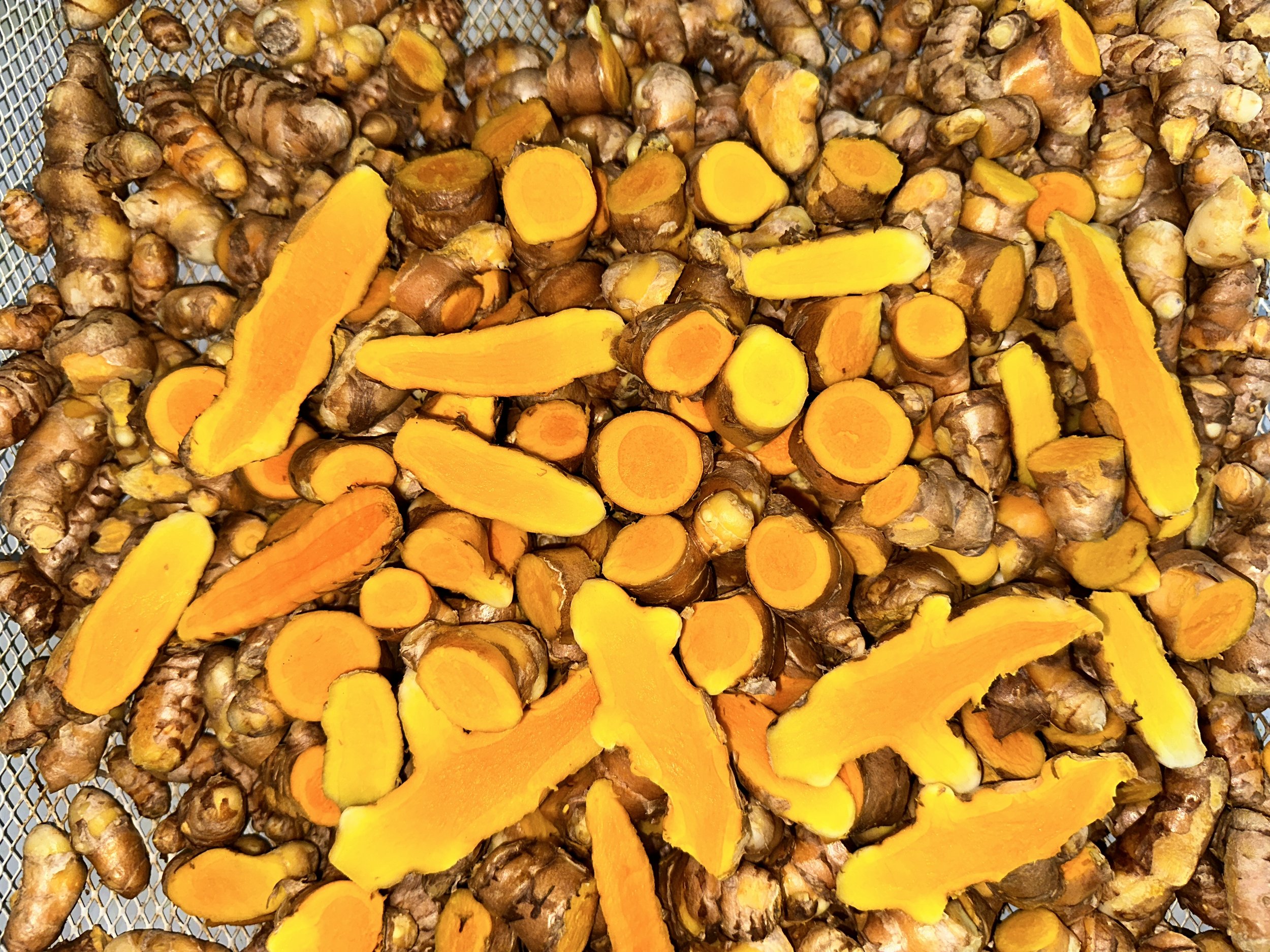 Orange Turmeric Rhizomes