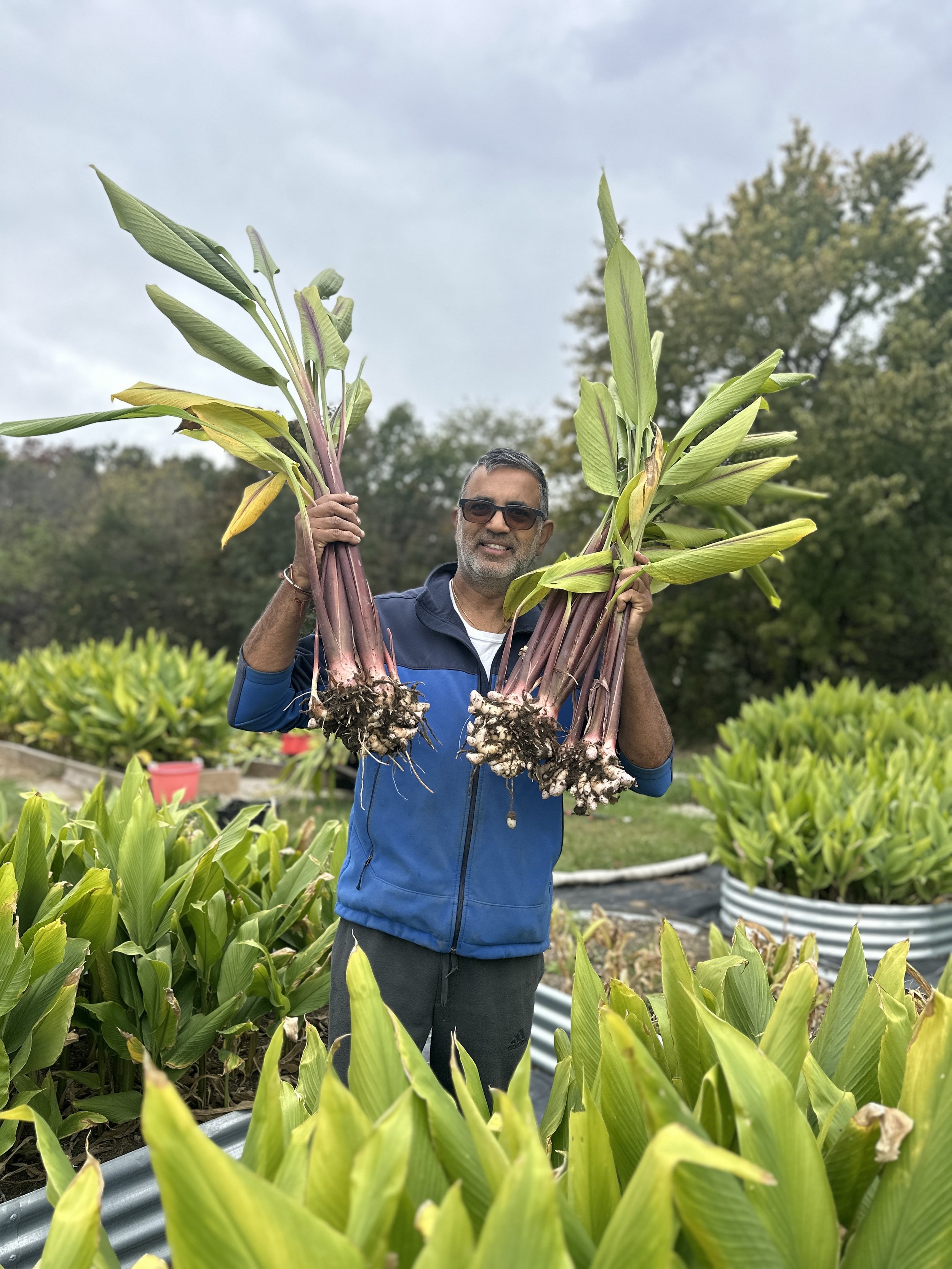 Chetan Hans holding two large bunches of freshly harvested blue turmeric plants, standing in the turmeric farm.