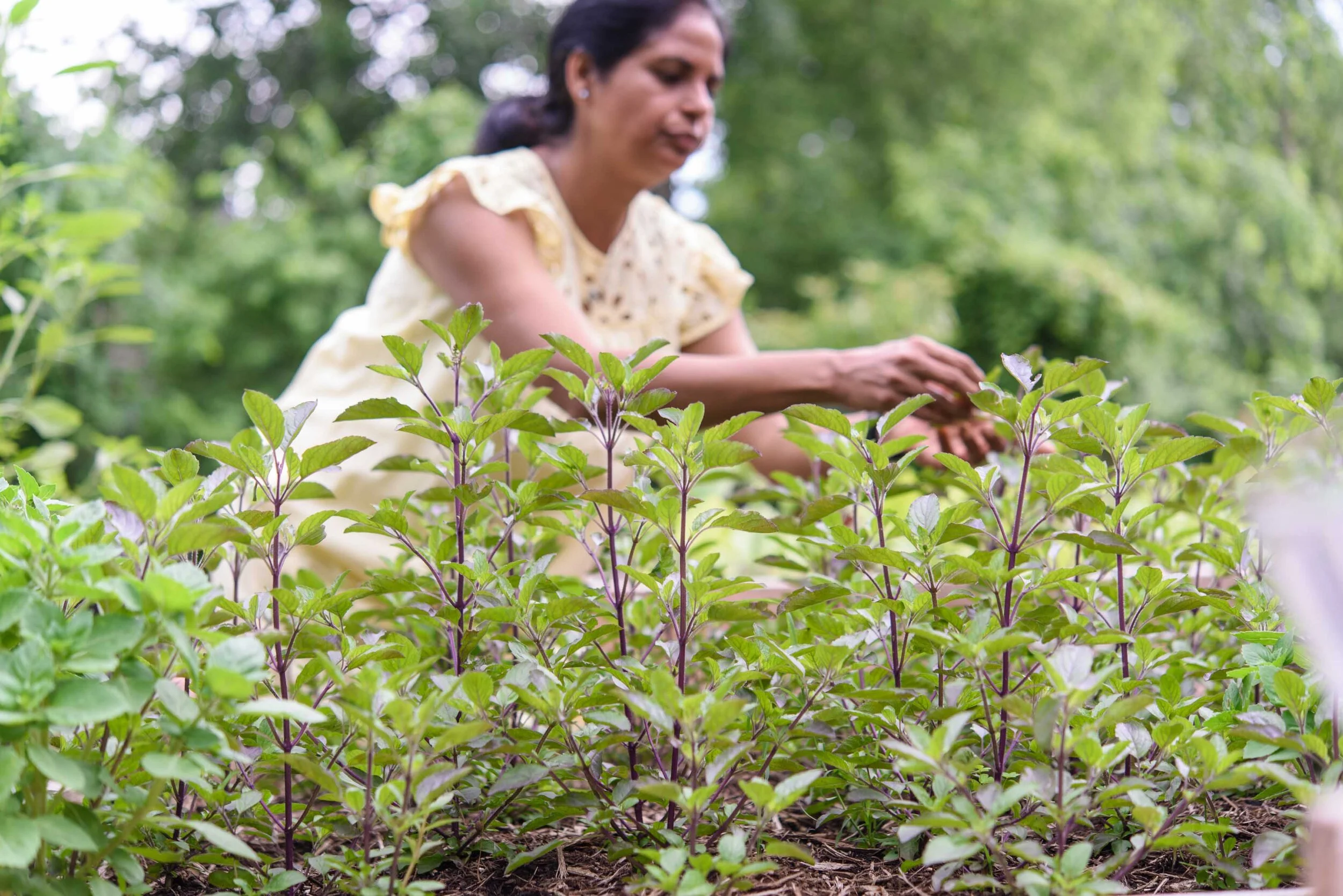 Ranjana Hans tending to a garden of green and purple Holy Basil herbs in an outdoor setting with trees in the background.