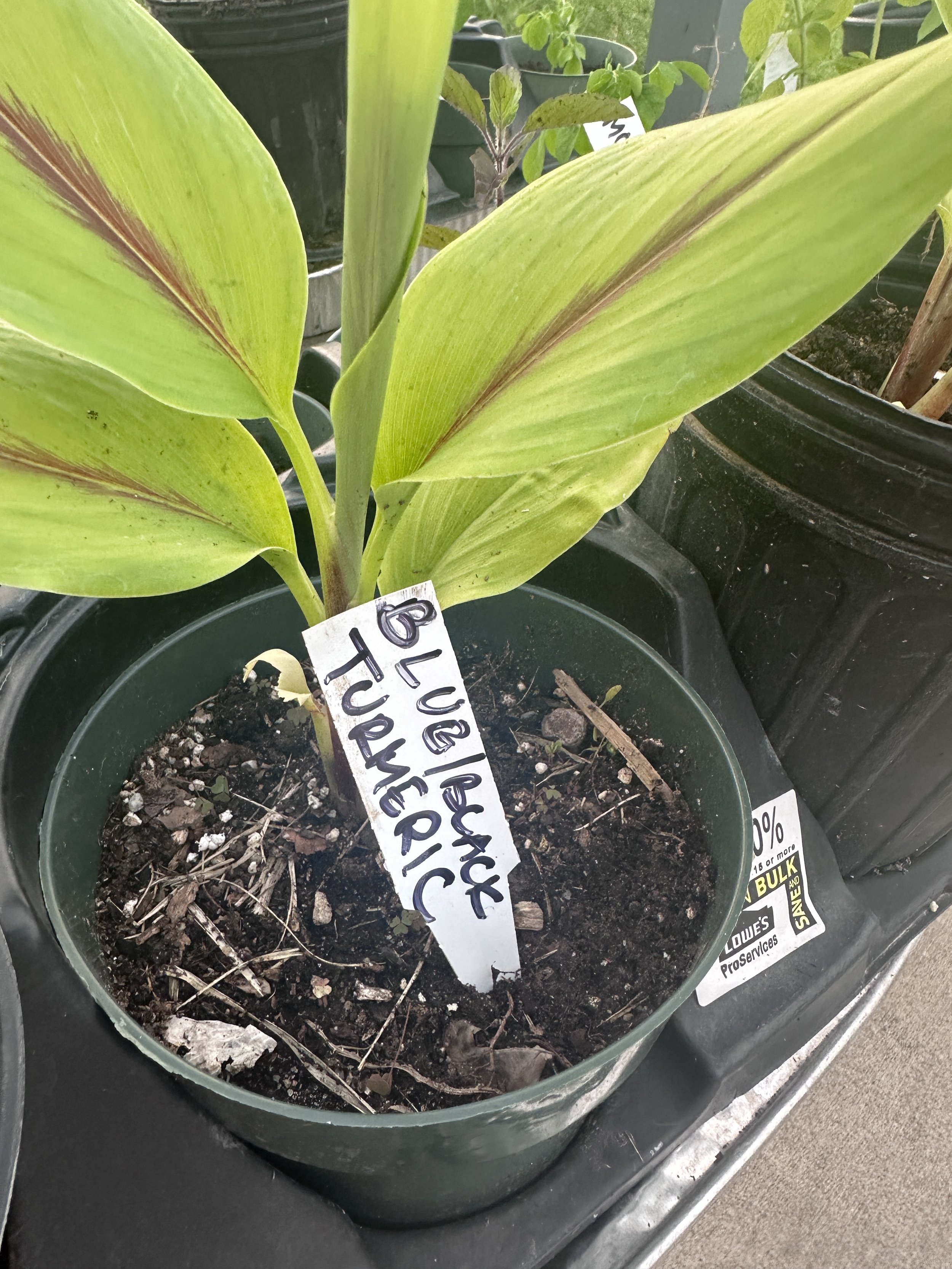Blue Turmeric Plants (10-15”)
