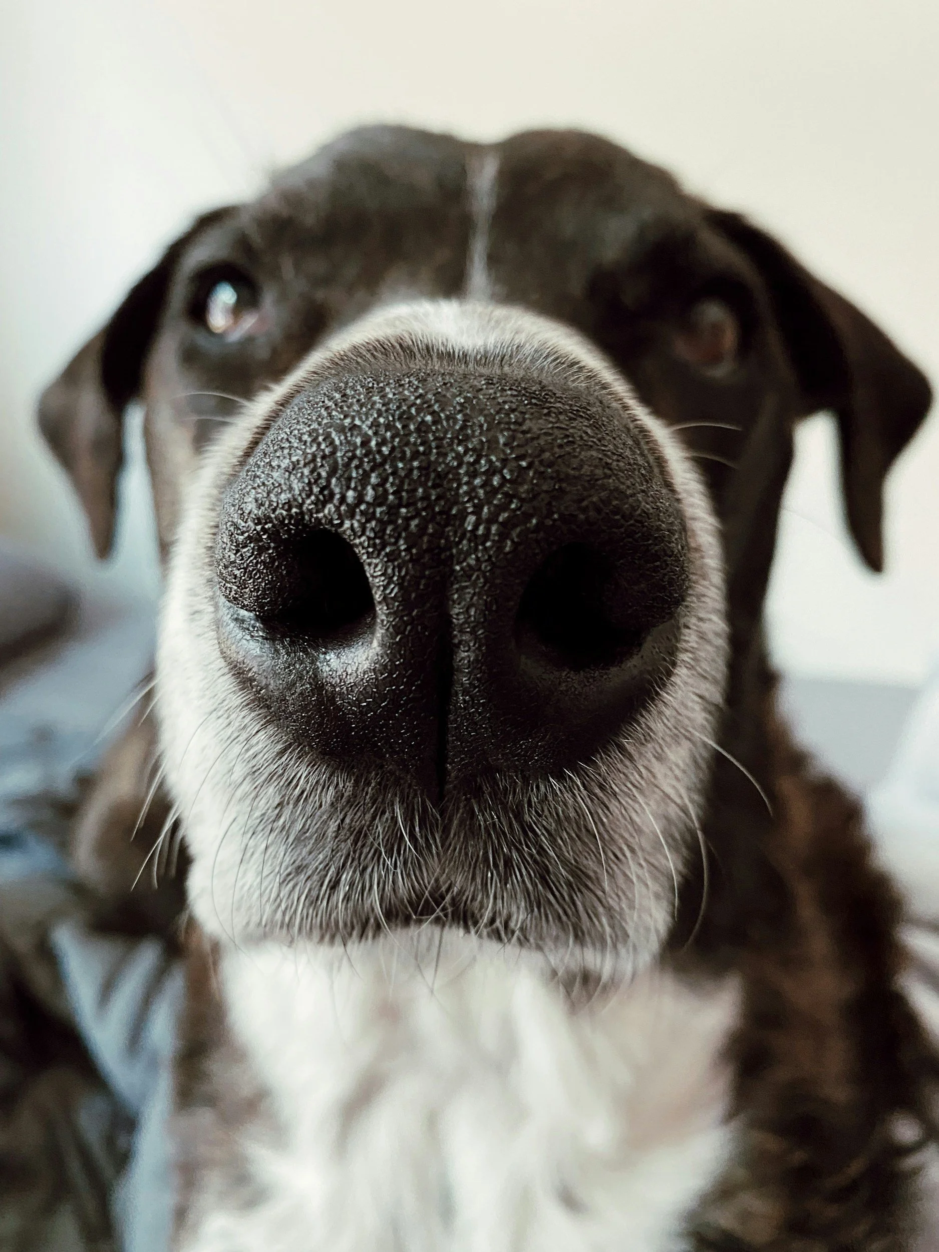Get Your Nose Out of My Tarot Reading