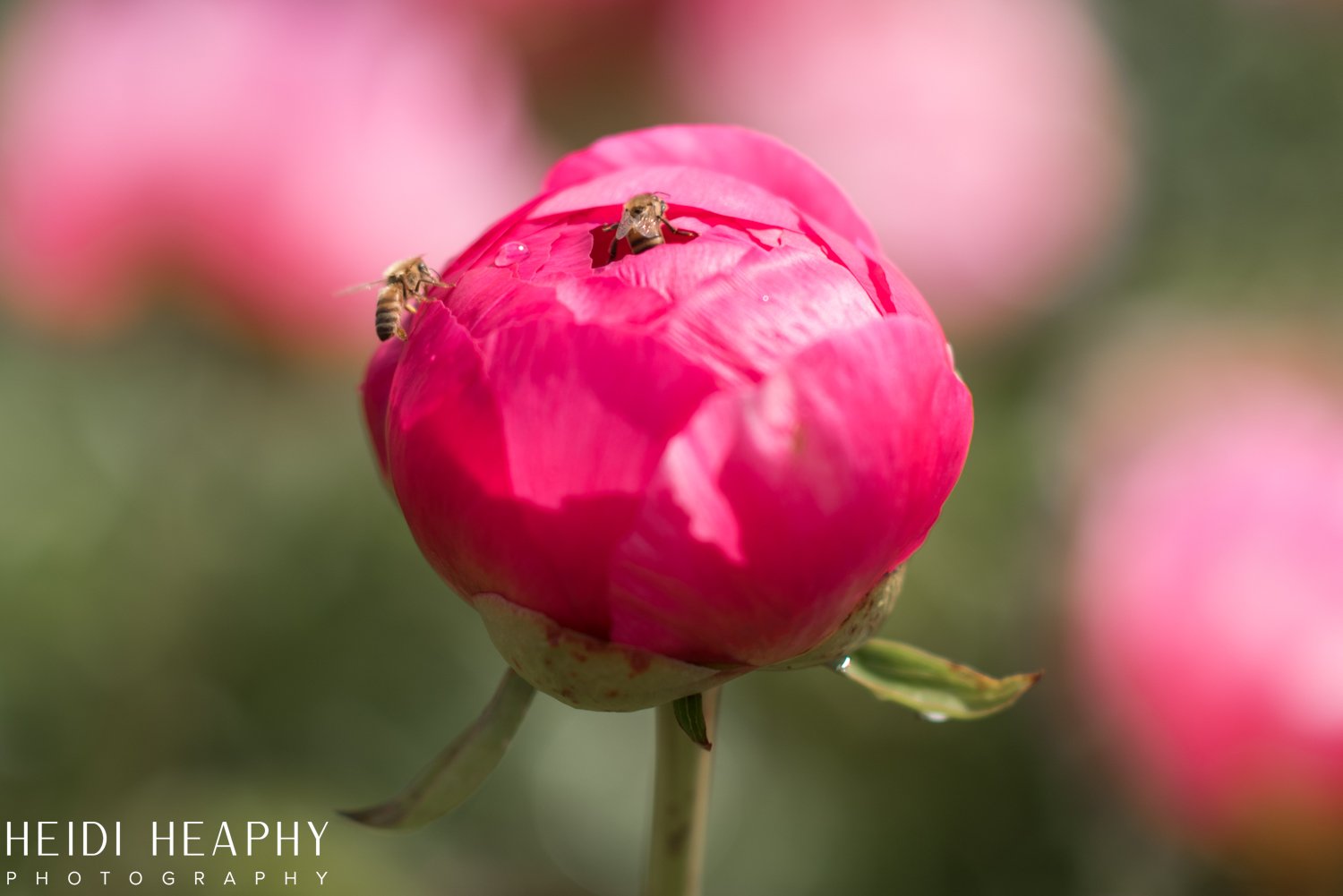 Peonies at Glencoe Farms, Peony Photos, Peony Farm, Portland Photographer, Hillsboro Photographer-3.jpg