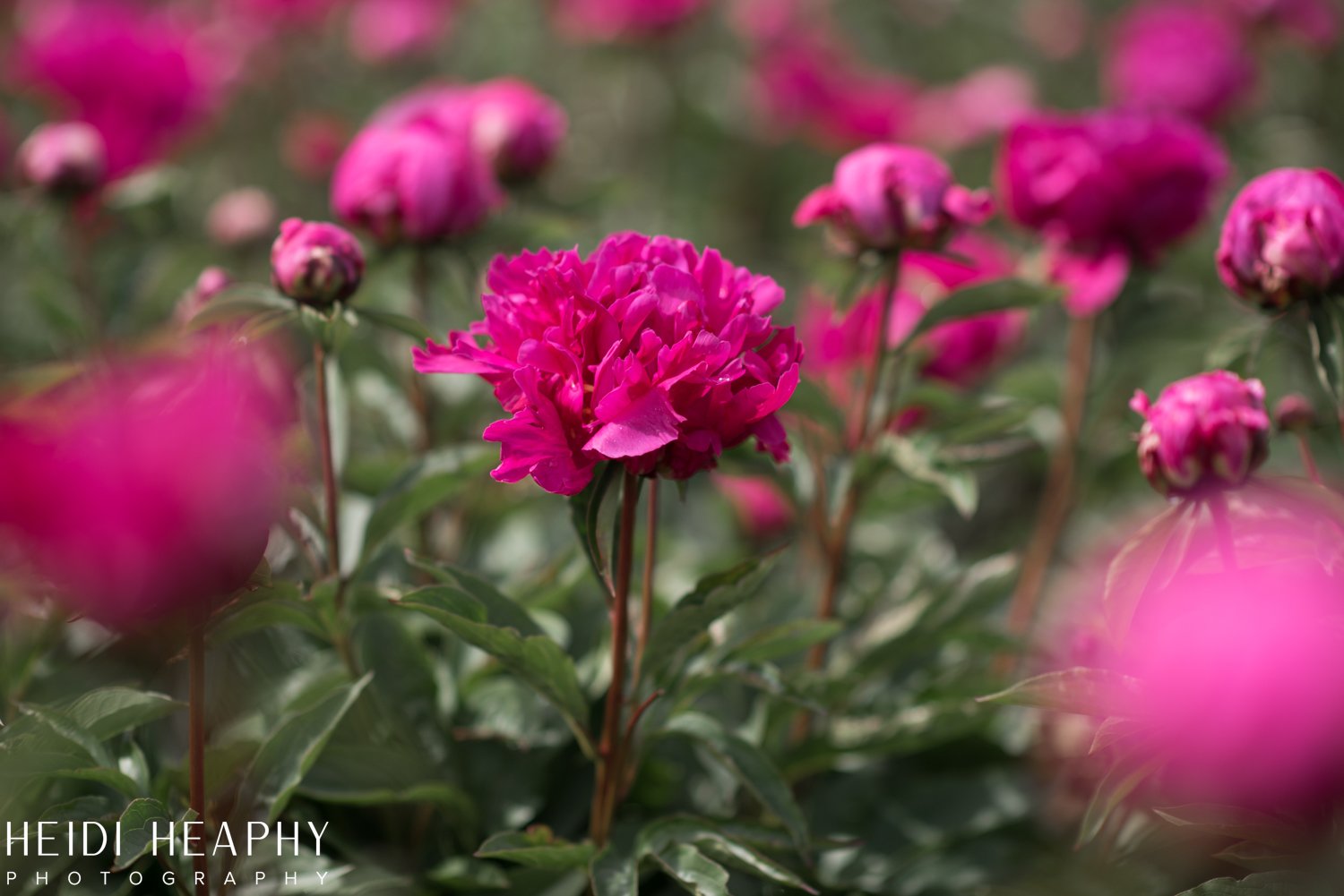 Peonies at Glencoe Farms, Peony Photos, Peony Farm, Portland Photographer, Hillsboro Photographer-4.jpg