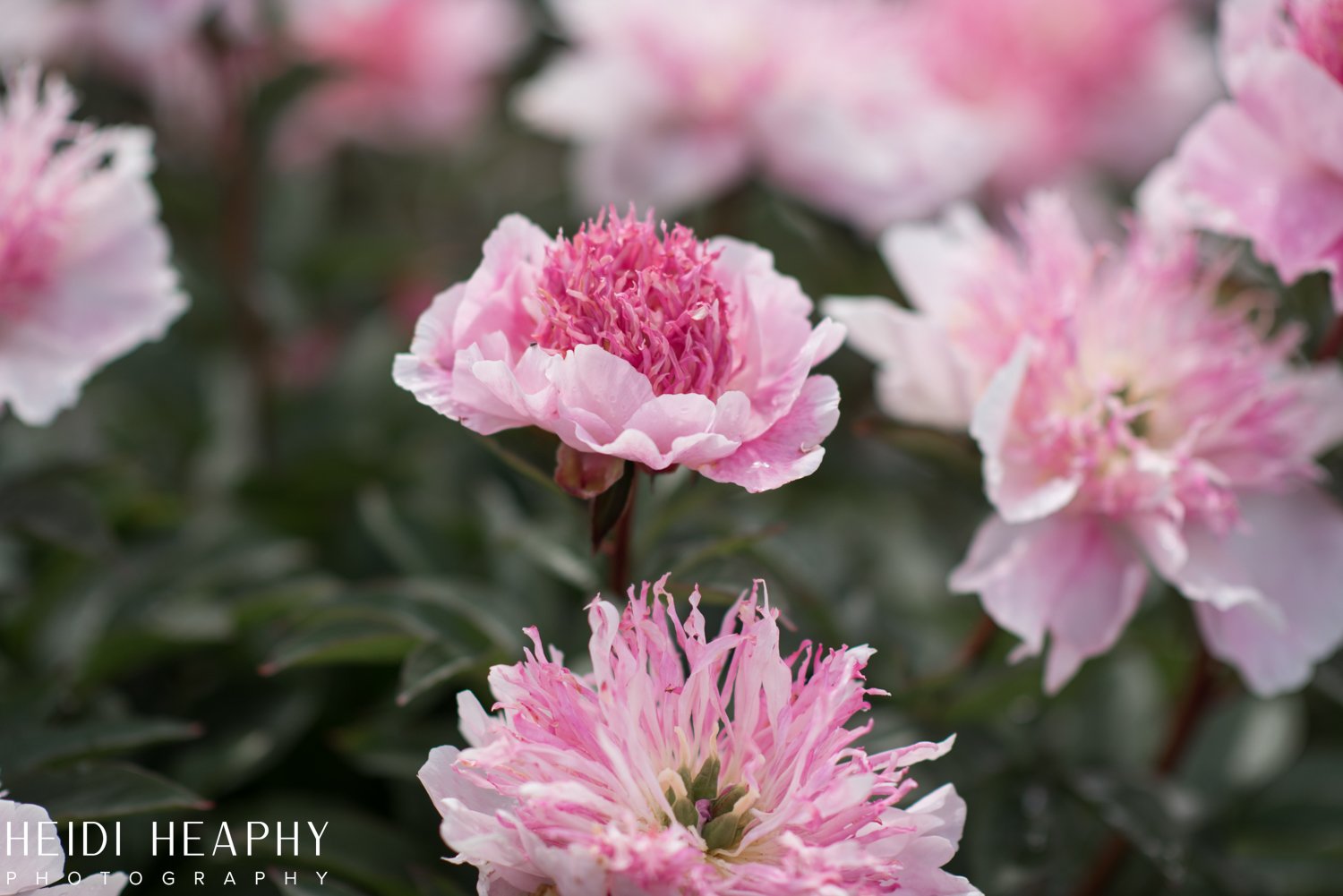 Peonies at Glencoe Farms, Peony Photos, Peony Farm, Portland Photographer, Hillsboro Photographer-5.jpg