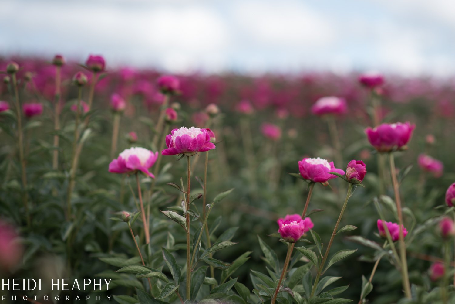 Peonies at Glencoe Farms, Peony Photos, Peony Farm, Portland Photographer, Hillsboro Photographer-7.jpg