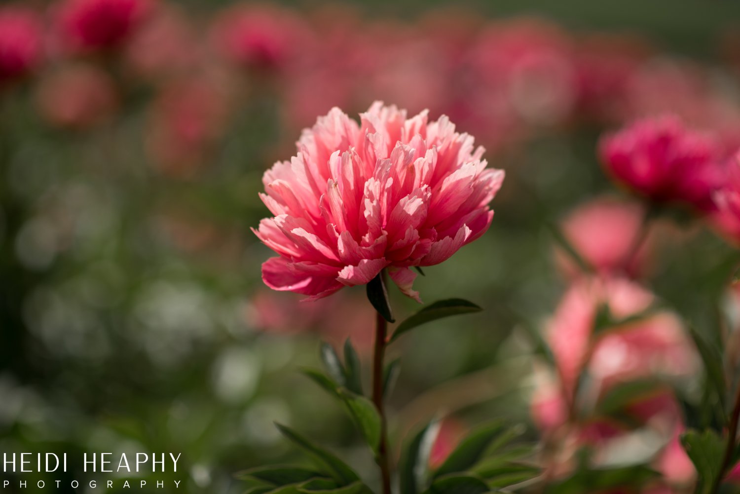 Peonies at Glencoe Farms, Peony Photos, Peony Farm, Portland Photographer, Hillsboro Photographer-12.jpg