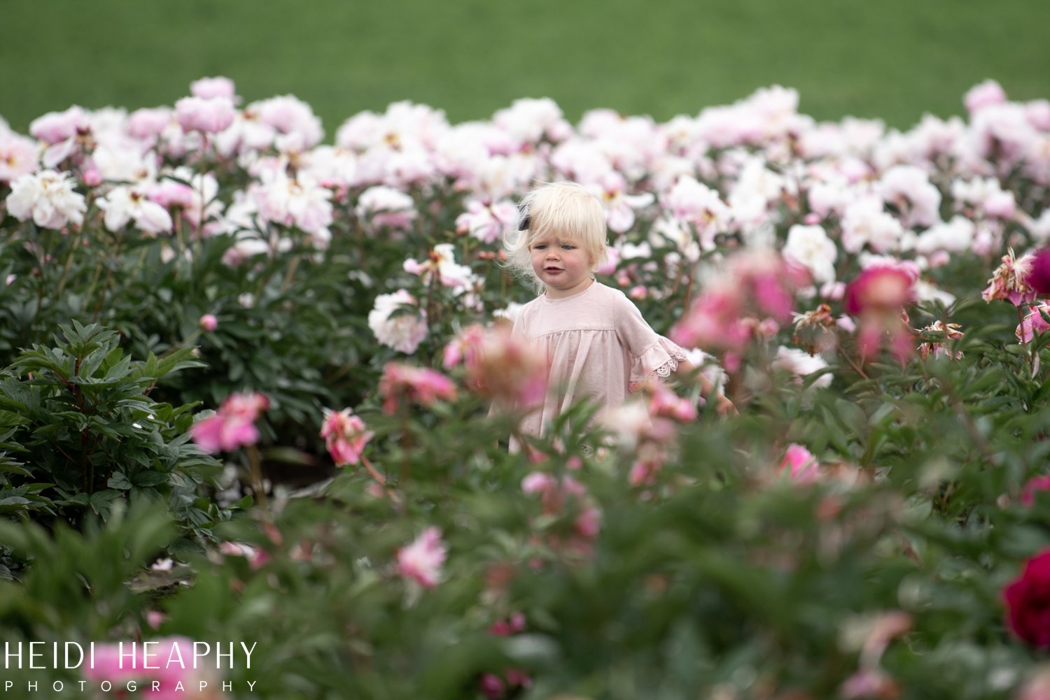 Peonies at Glencoe Farms, Peony Photos, Peony Farm, Portland Photographer, Hillsboro Photographer-57.jpg