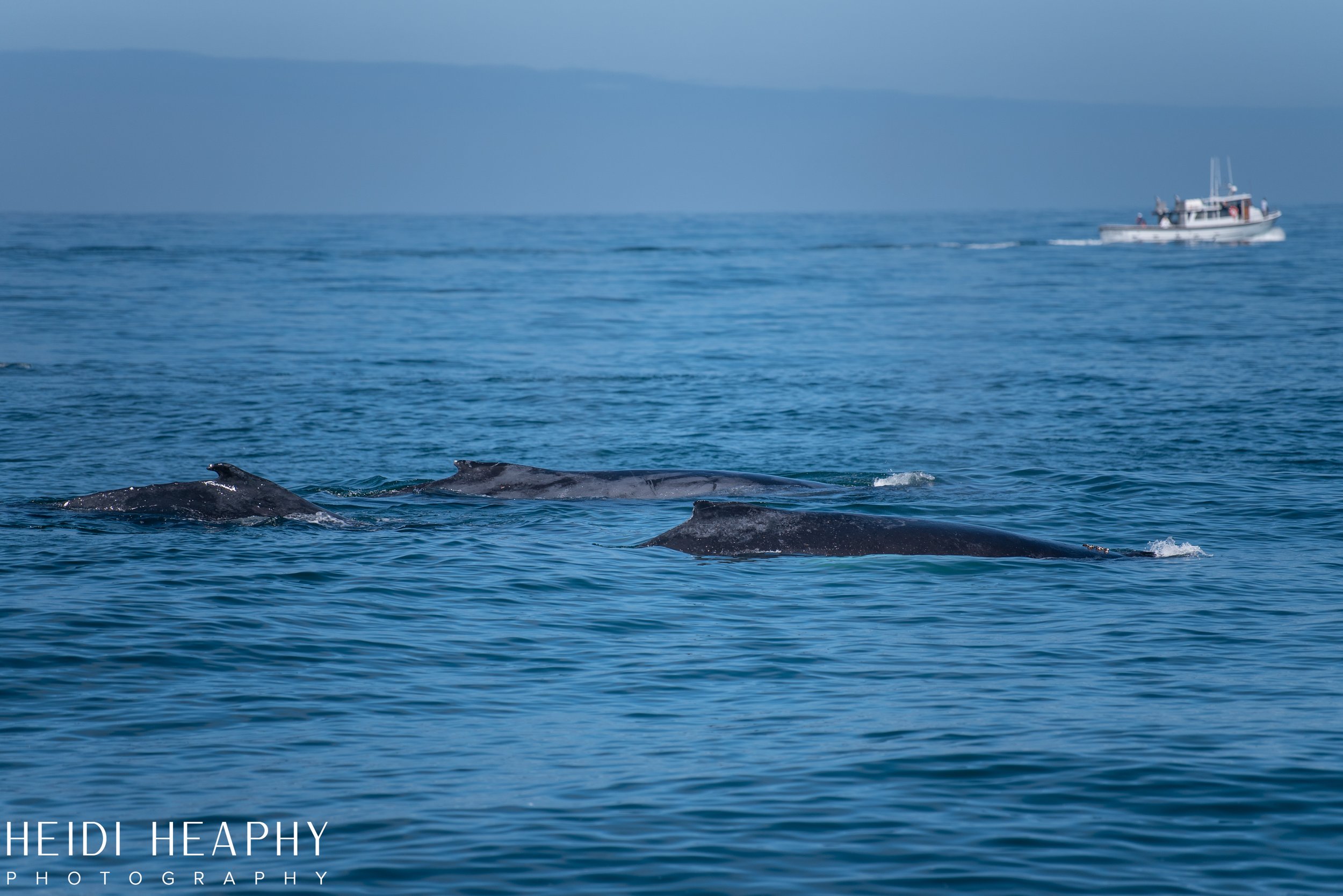 Oregon Coast Photographer, California Photographer, Whales, Humpback whales_48.jpg