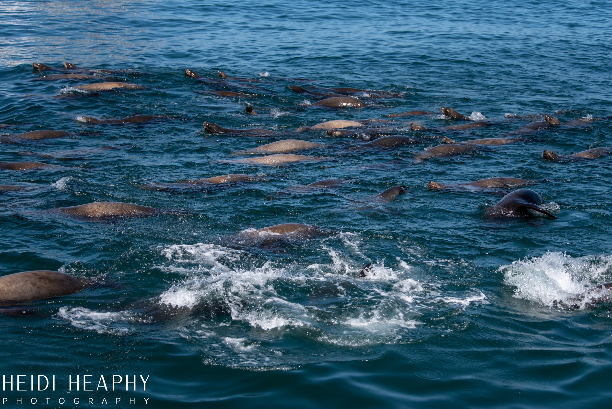 Oregon Coast Photographer, California Photographer, Whales, Humpback whales_49.jpg