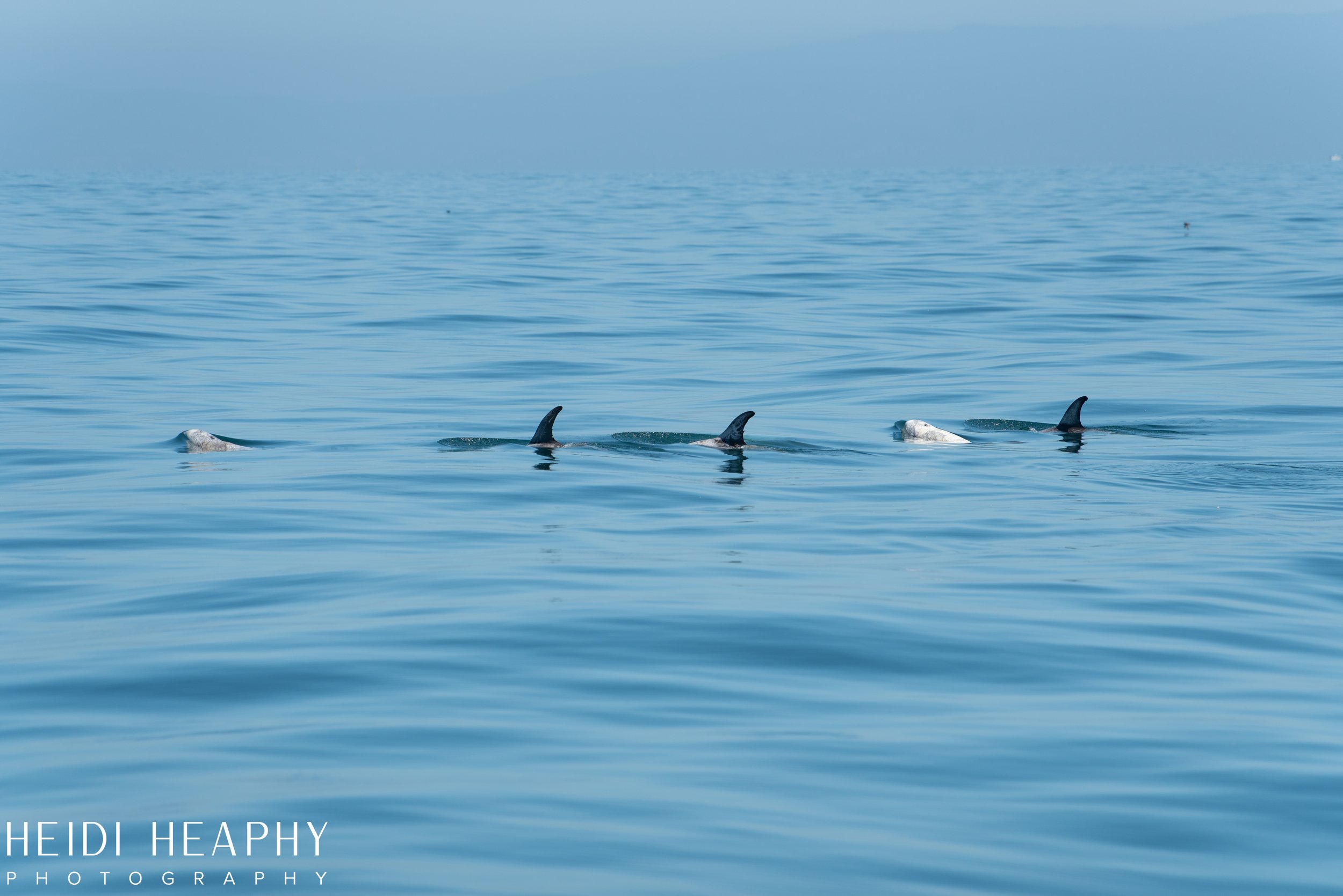 Oregon Coast Photographer, California Photographer, Whales, Humpback whales_50.jpg