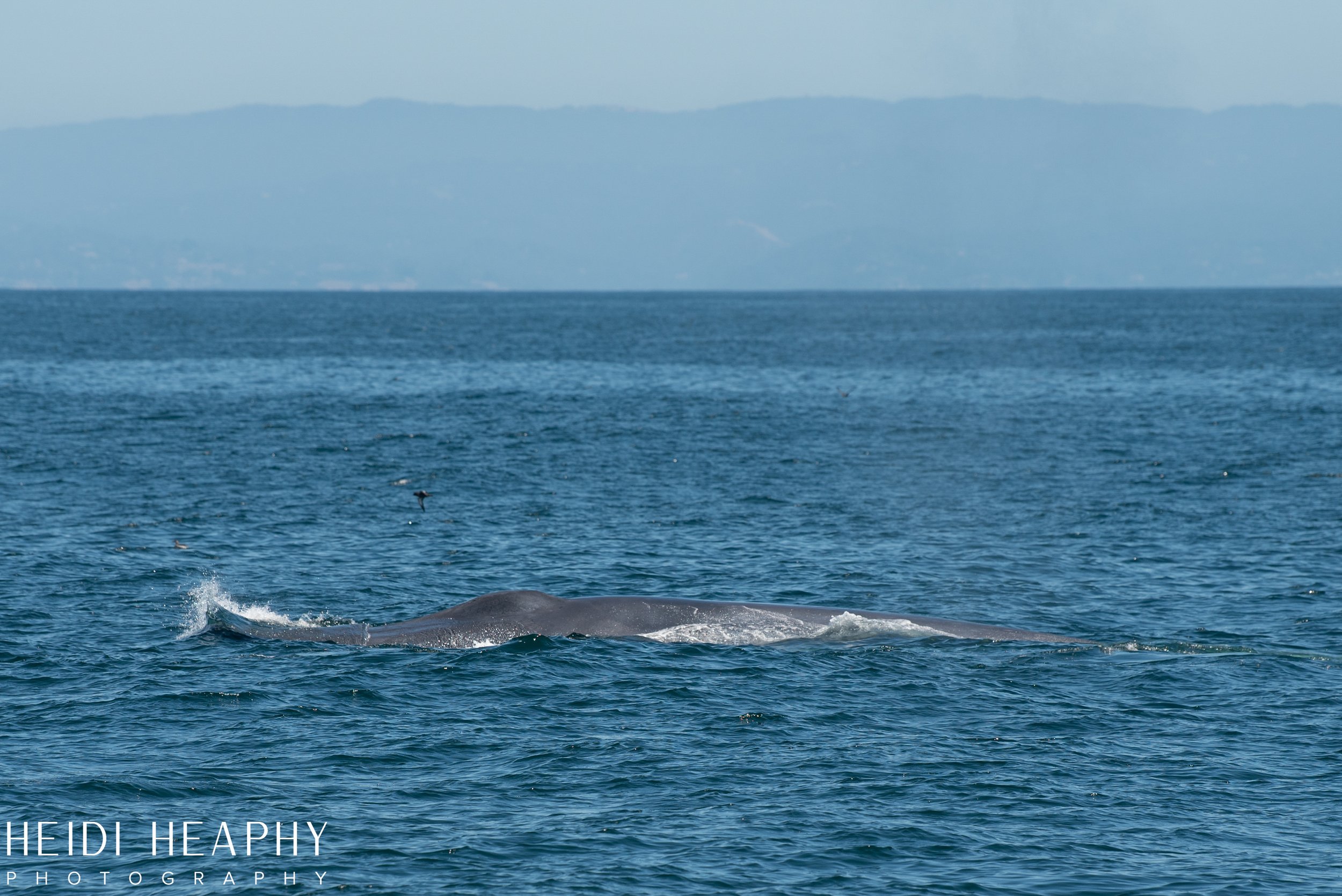 Oregon Coast Photographer, California Photographer, Whales, Humpback whales_52.jpg