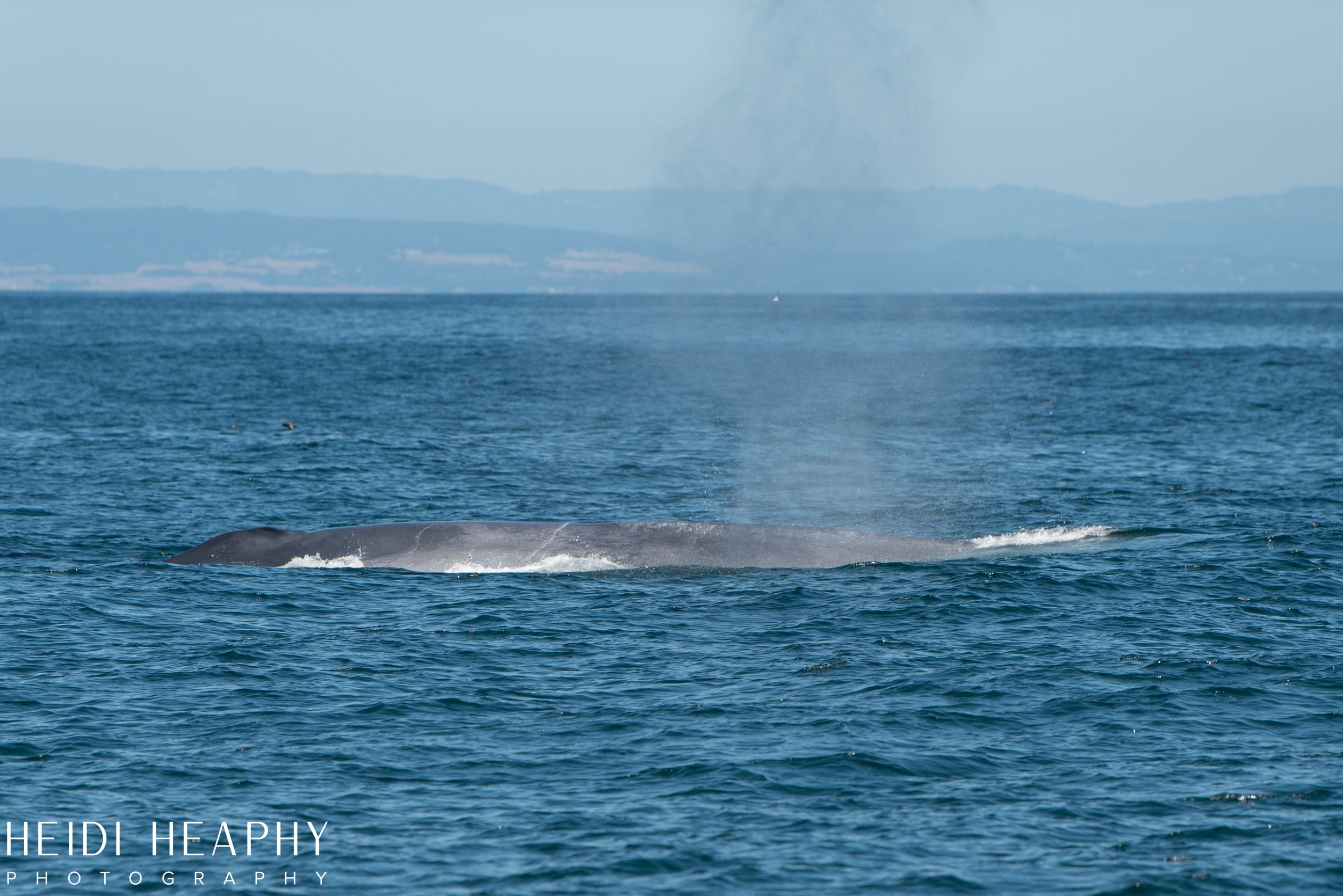 Oregon Coast Photographer, California Photographer, Whales, Humpback whales_53.jpg
