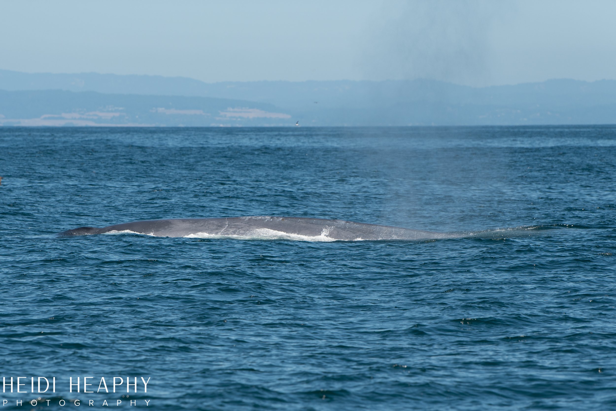 Oregon Coast Photographer, California Photographer, Whales, Humpback whales_54.jpg