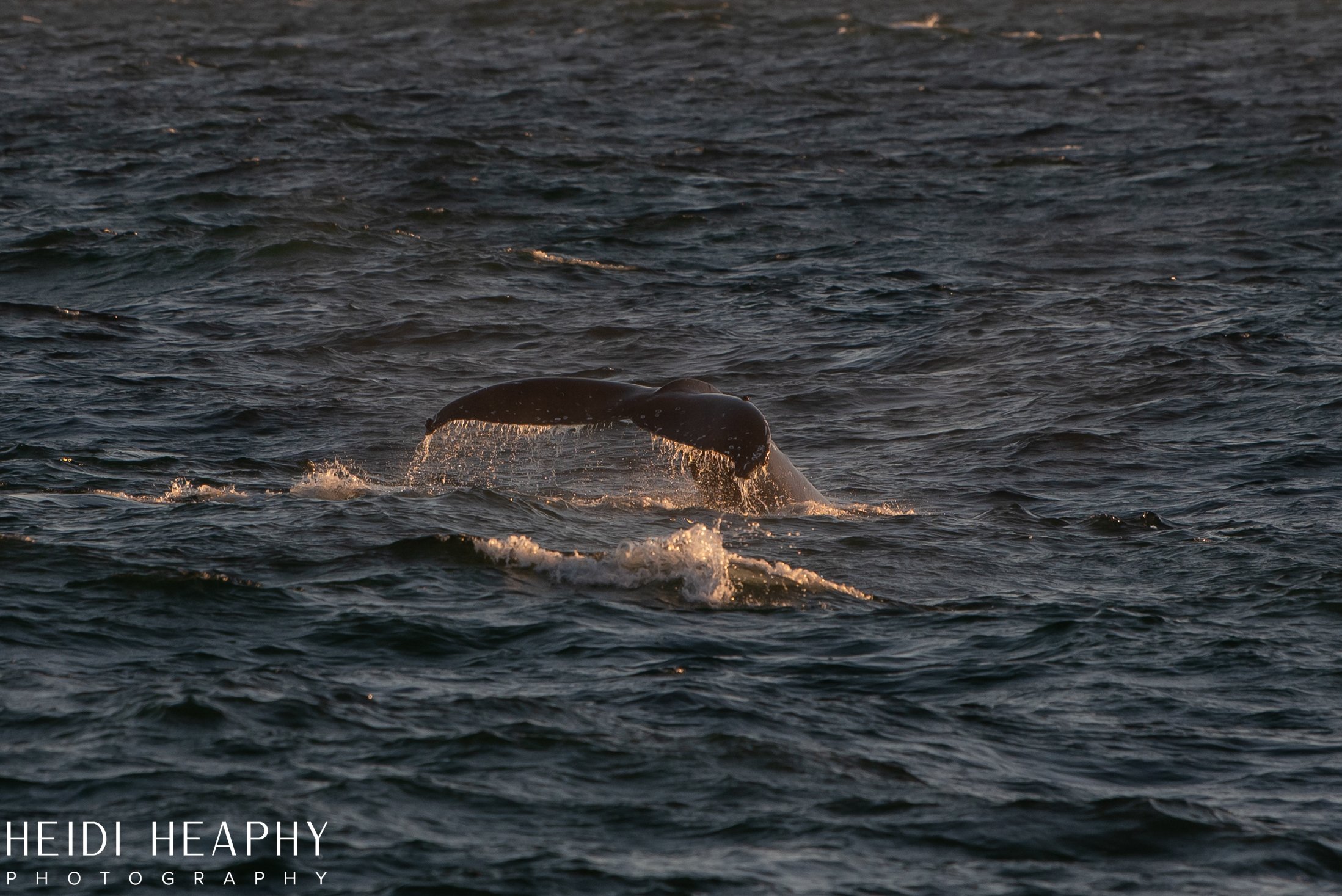 Oregon Coast Photographer, California Photographer, Whales, Humpback whales_56.jpg