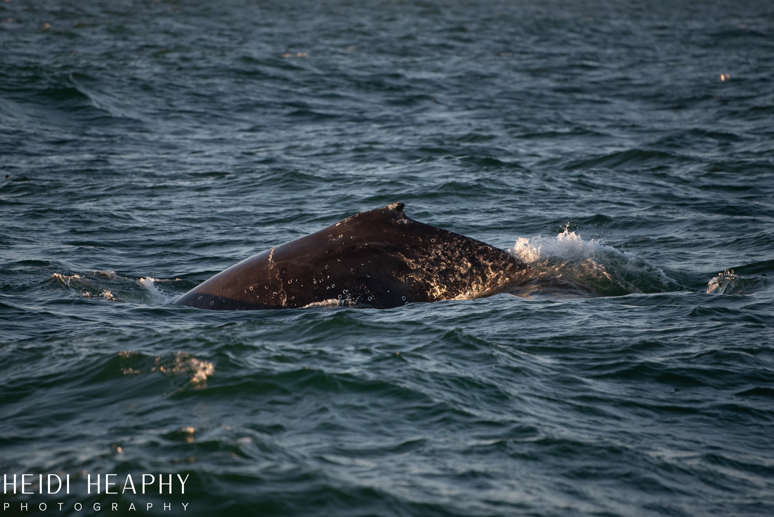 Oregon Coast Photographer, California Photographer, Whales, Humpback whales_55.jpg