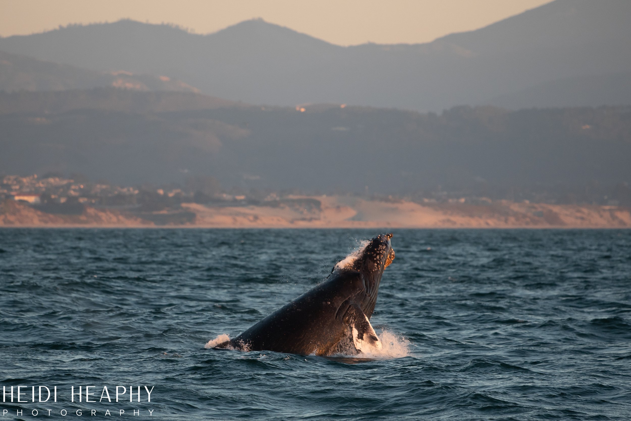 Oregon Coast Photographer, California Photographer, Whales, Humpback whales_57.jpg