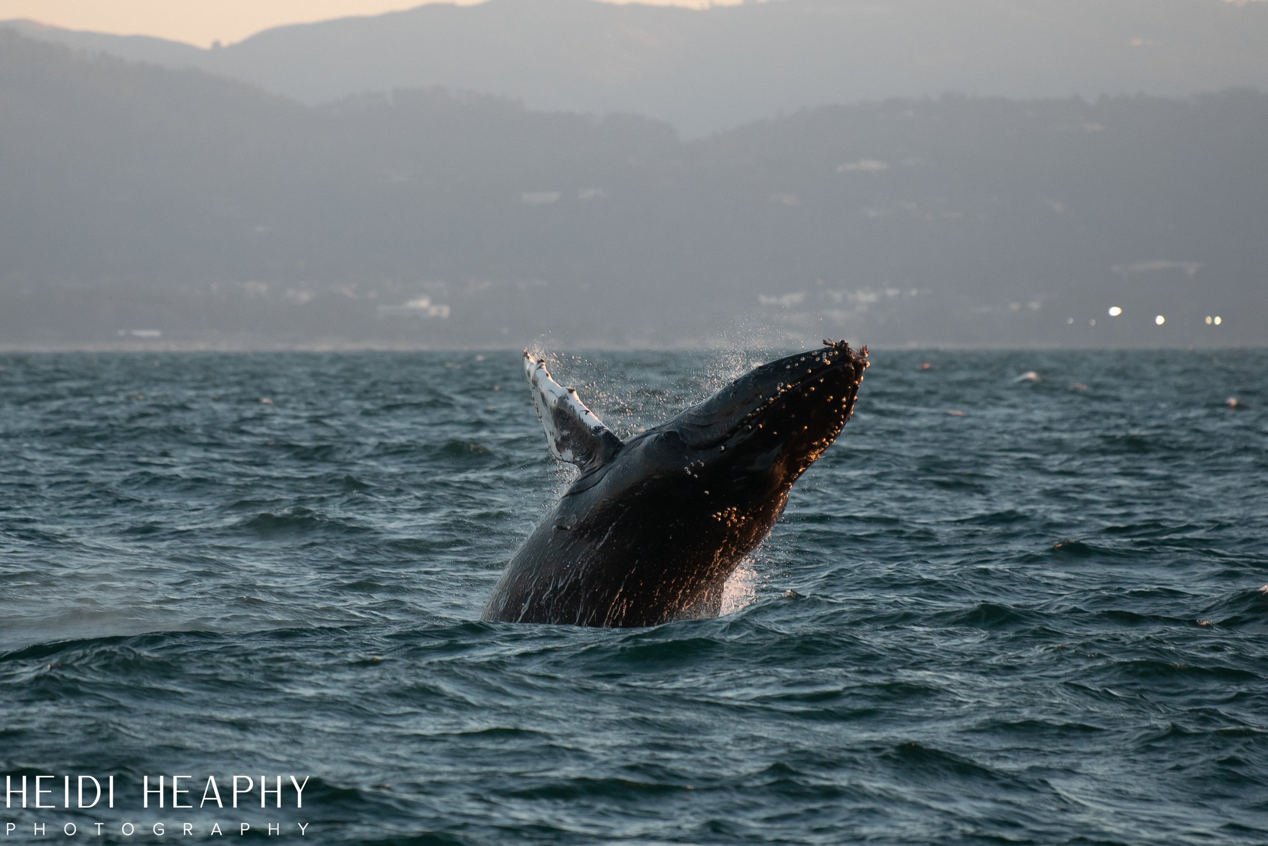 Oregon Coast Photographer, California Photographer, Whales, Humpback whales_58.jpg