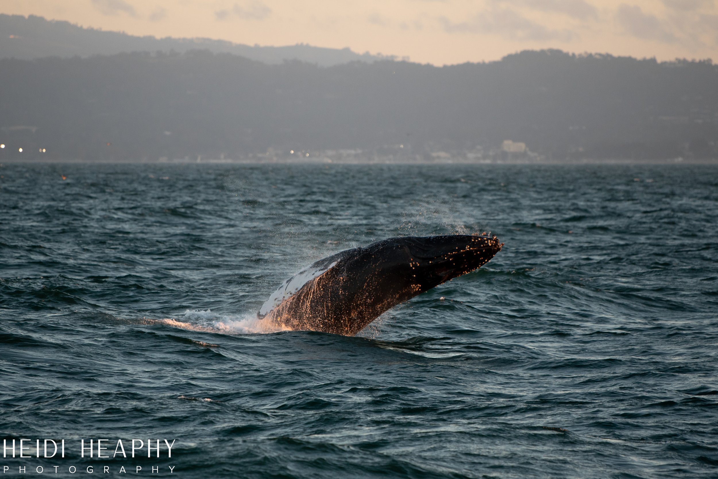 Oregon Coast Photographer, California Photographer, Whales, Humpback whales_60.jpg