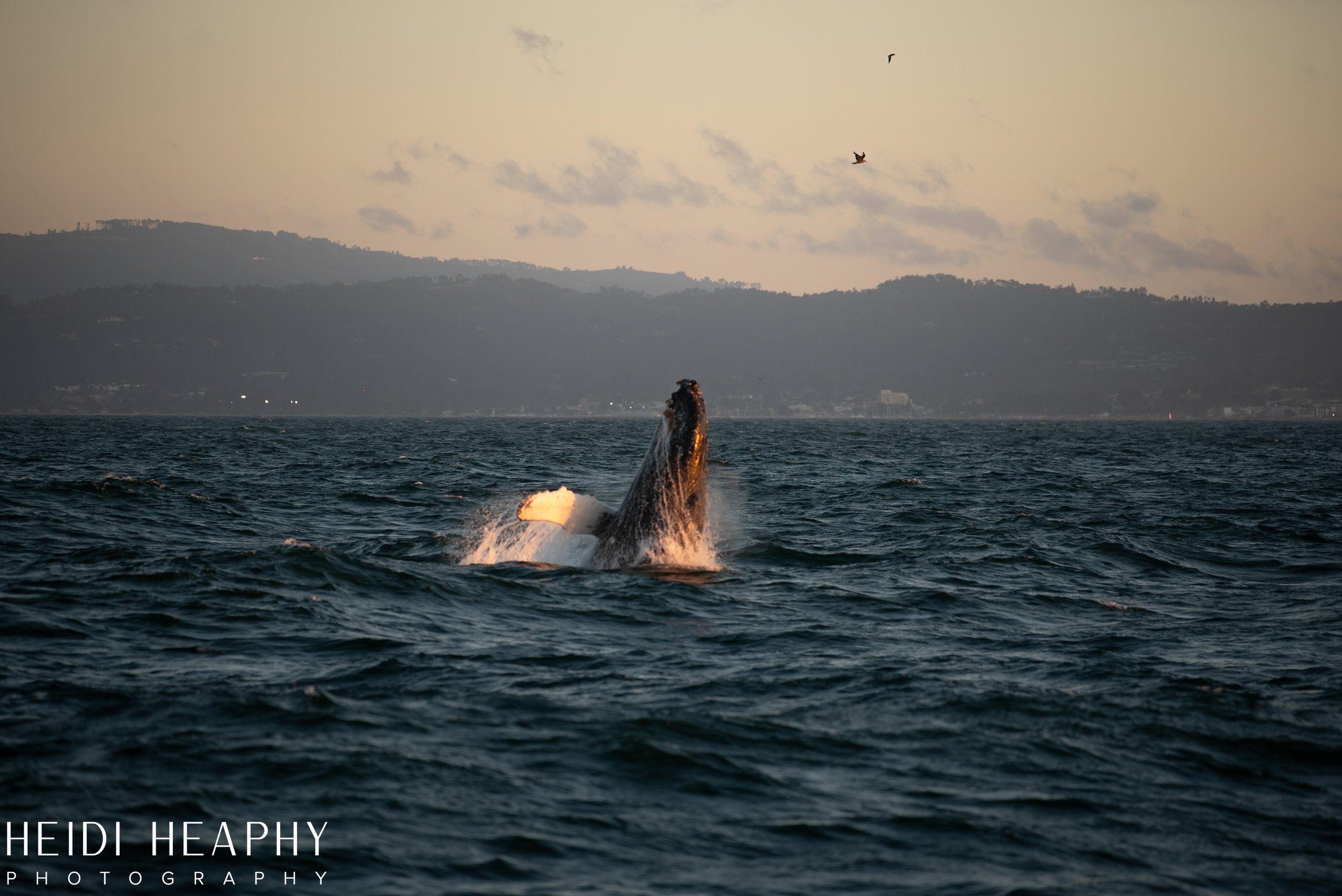 Oregon Coast Photographer, California Photographer, Whales, Humpback whales_59.jpg