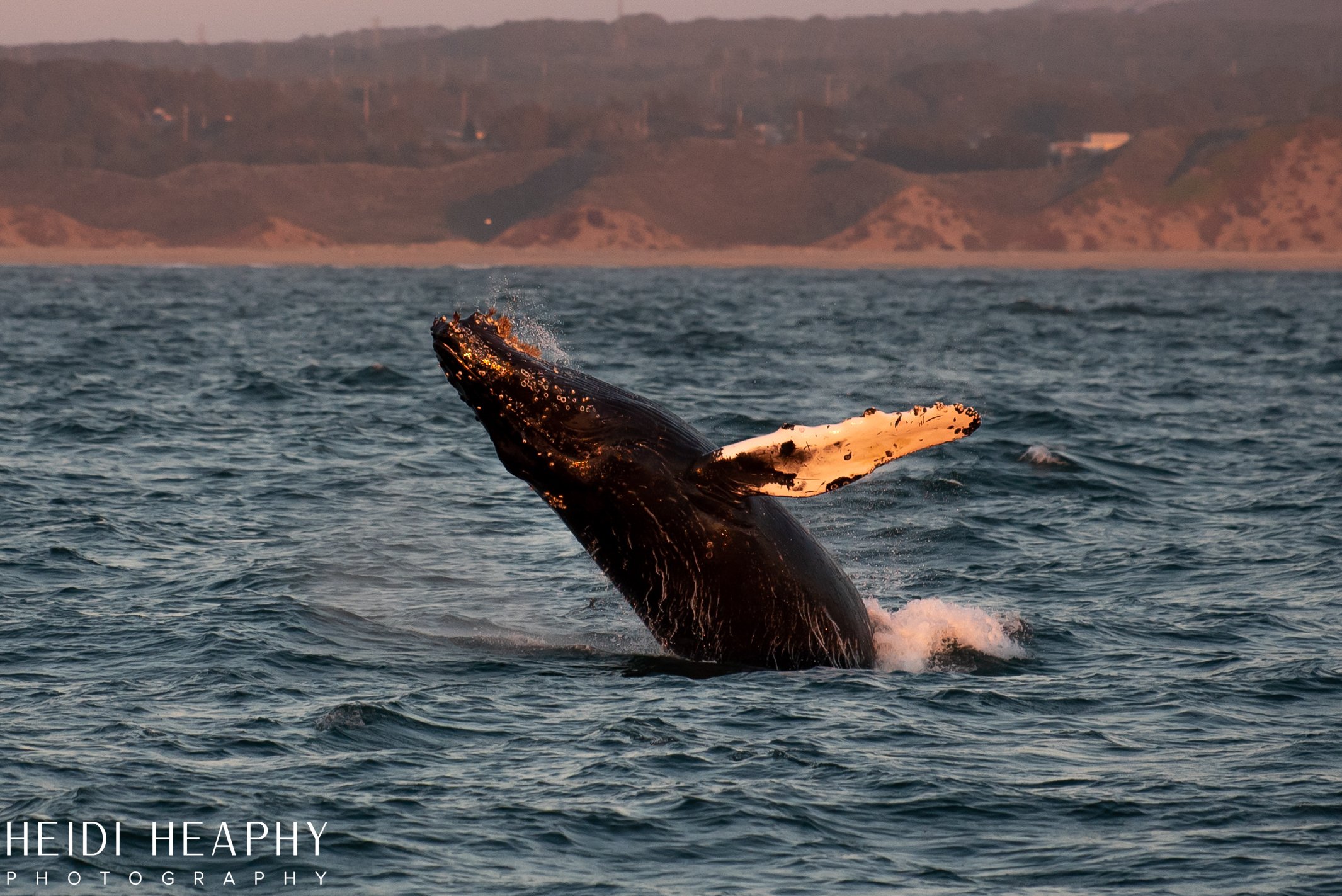 Oregon Coast Photographer, California Photographer, Whales, Humpback whales_64.jpg