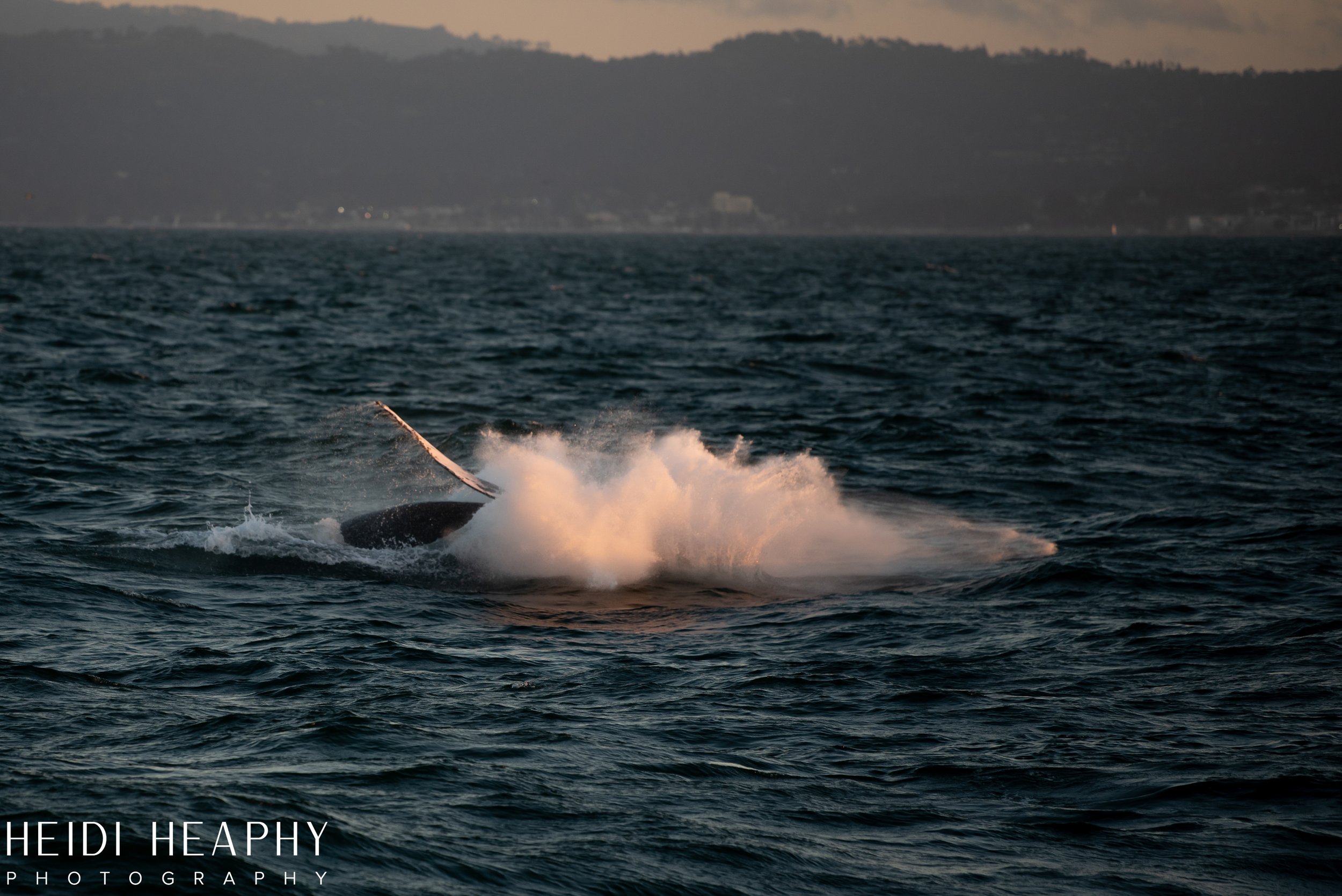 Oregon Coast Photographer, California Photographer, Whales, Humpback whales_61.jpg