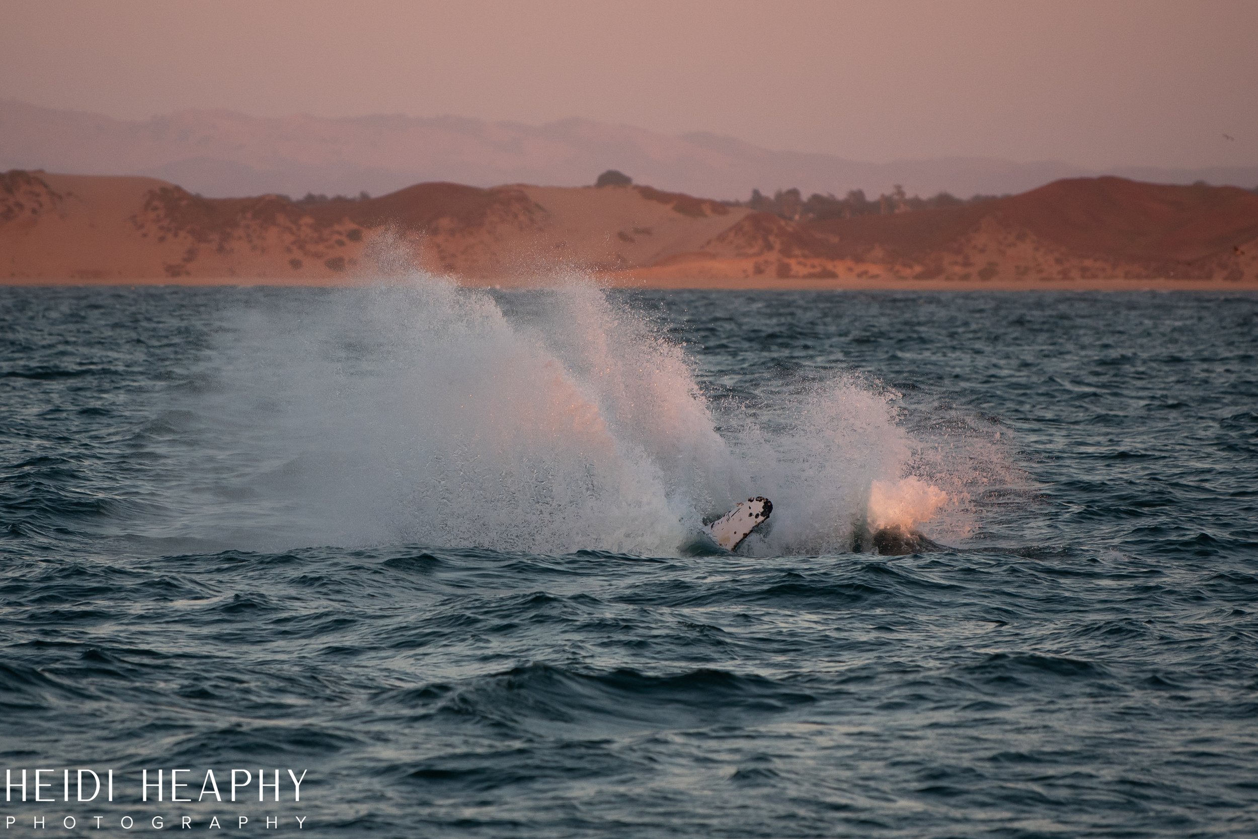 Oregon Coast Photographer, California Photographer, Whales, Humpback whales_66.jpg