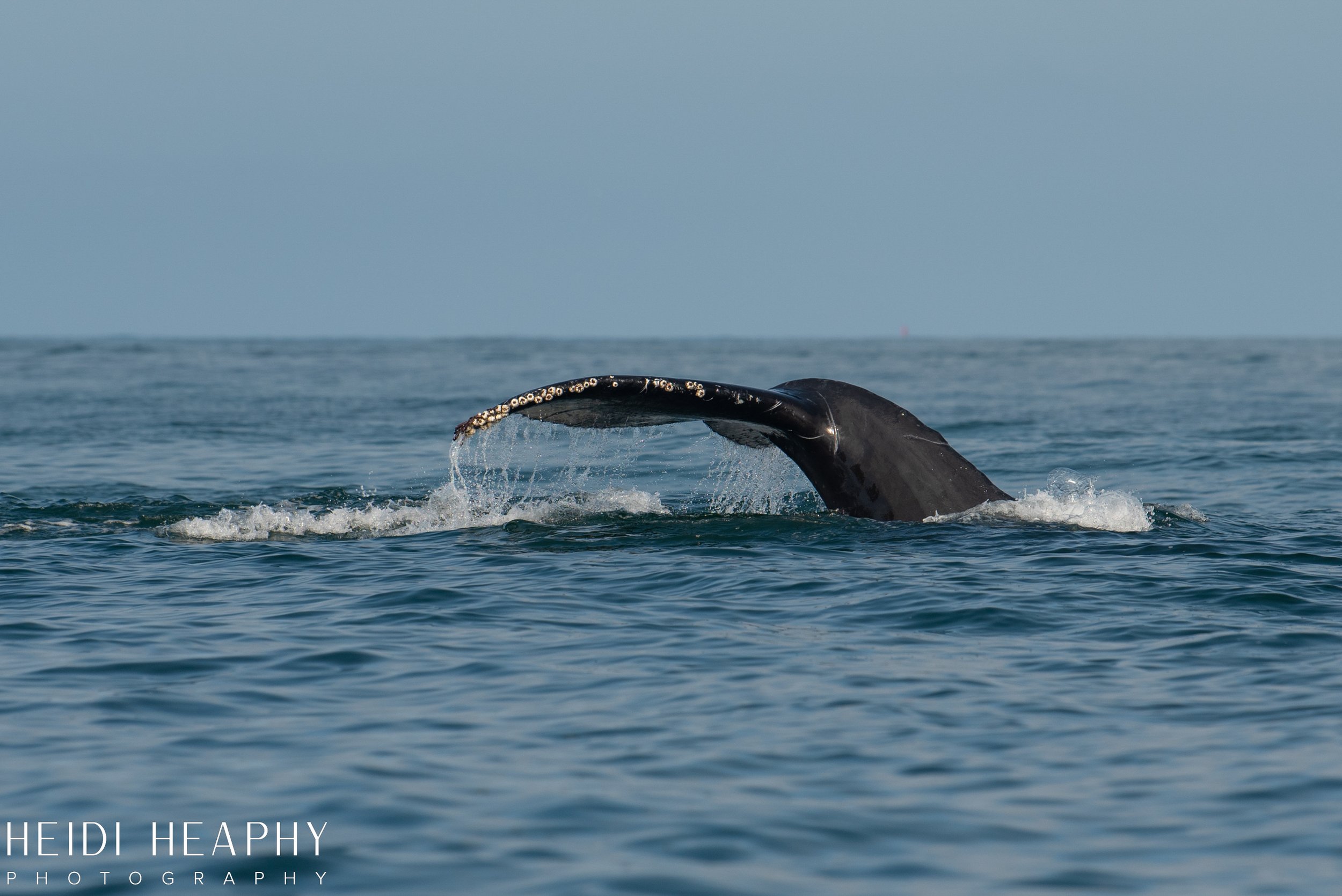 Oregon Coast Photographer, California Photographer, Whales, Humpback whales_2.jpg