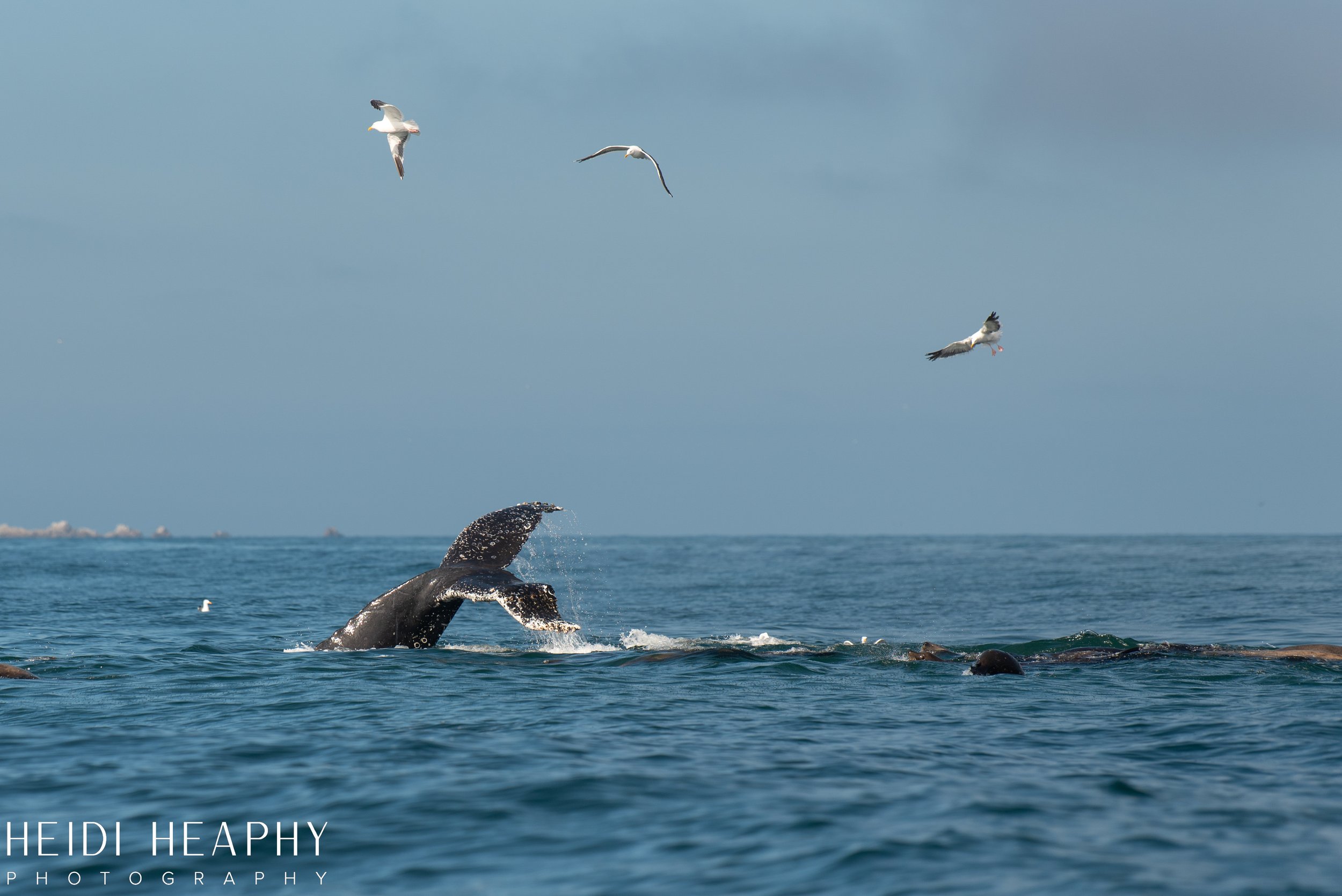 Oregon Coast Photographer, California Photographer, Whales, Humpback whales_1.jpg