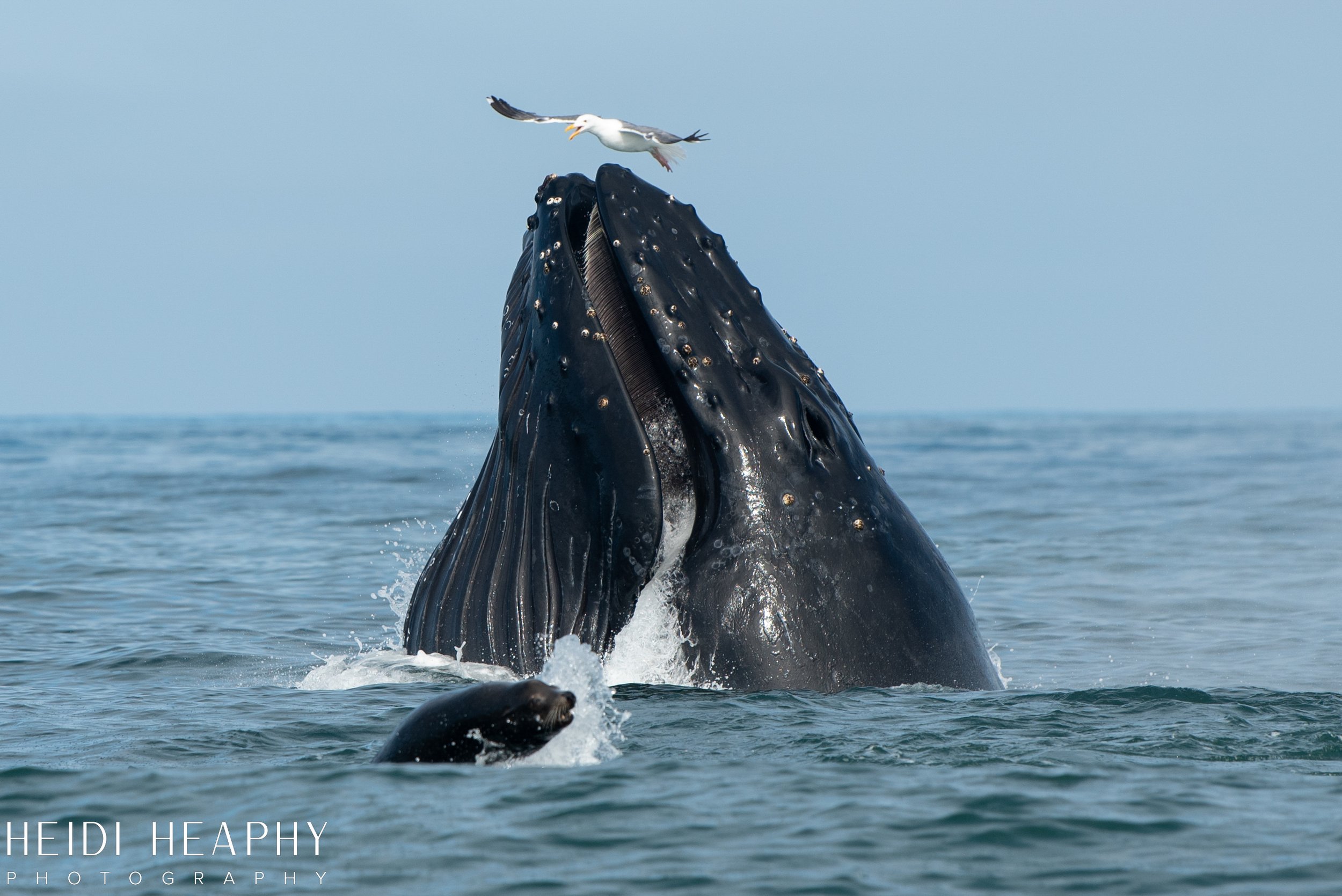 Oregon Coast Photographer, California Photographer, Whales, Humpback whales_3.jpg