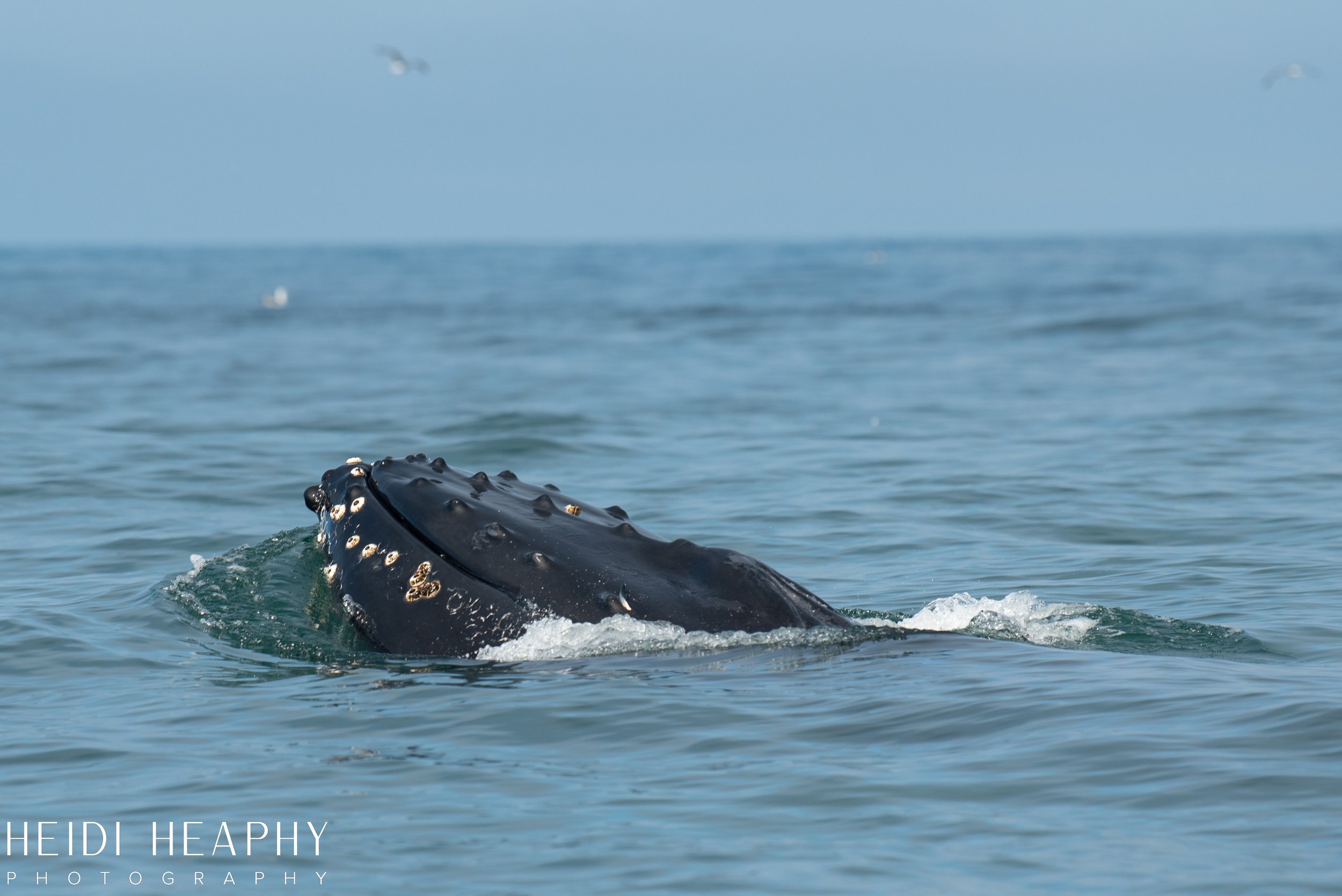 Oregon Coast Photographer, California Photographer, Whales, Humpback whales_5.jpg