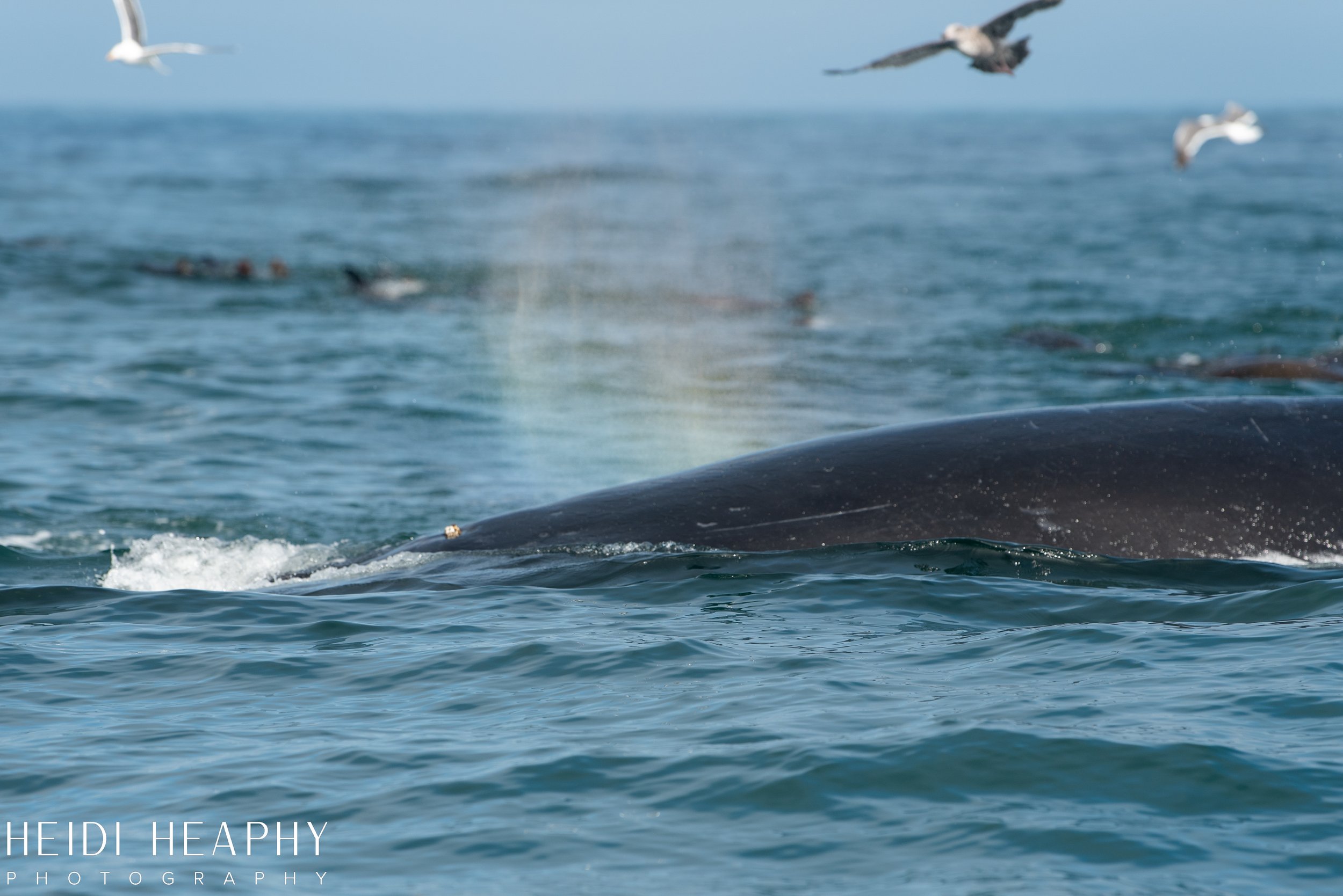 Oregon Coast Photographer, California Photographer, Whales, Humpback whales_4.jpg