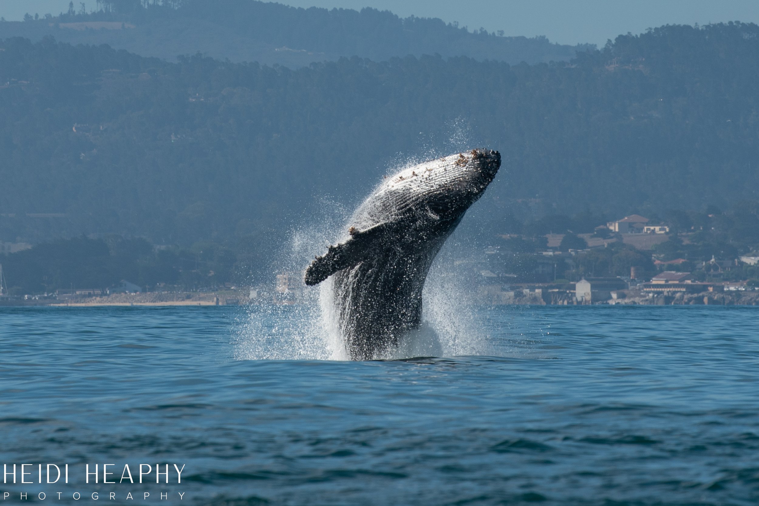 Oregon Coast Photographer, California Photographer, Whales, Humpback whales_8.jpg