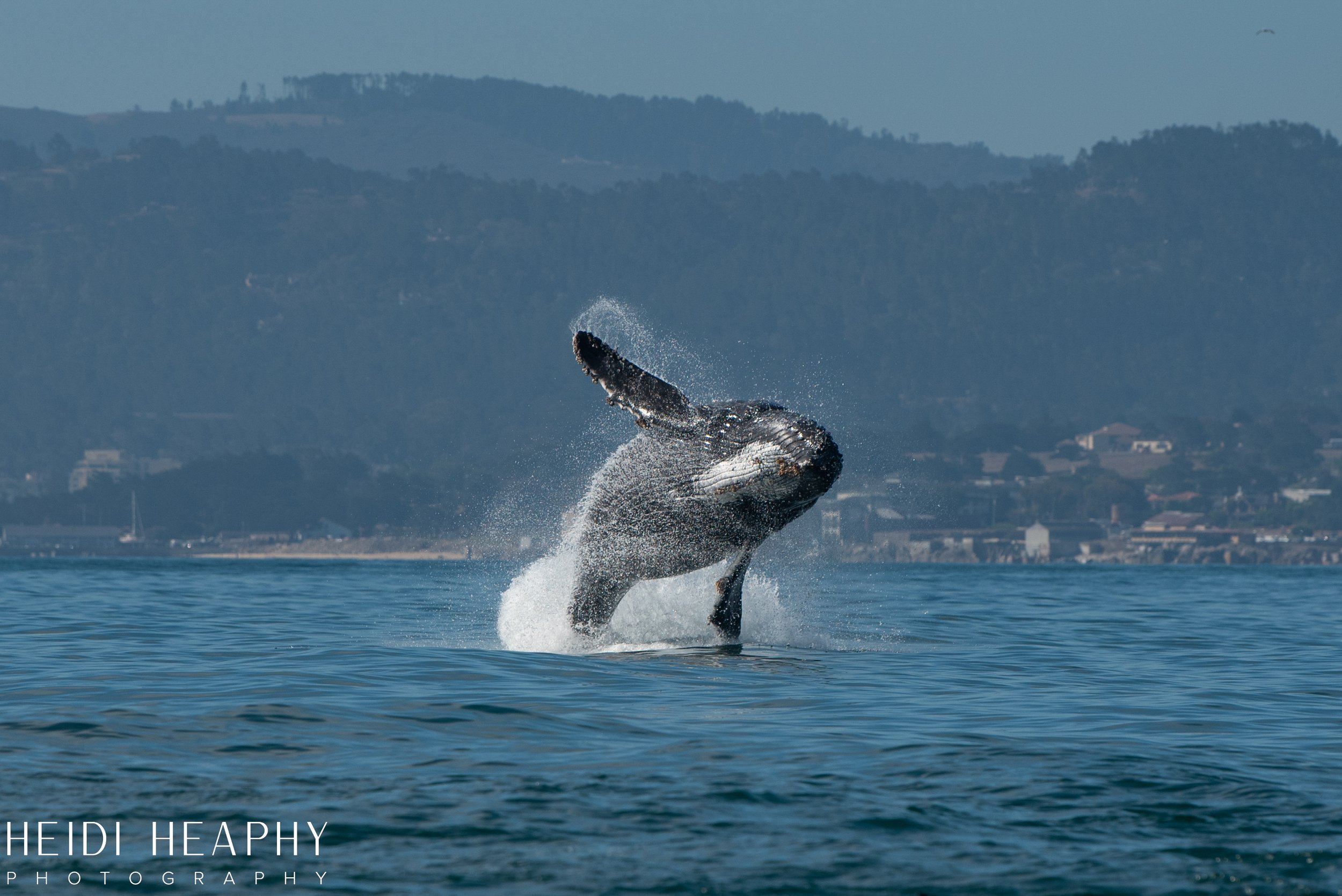 Oregon Coast Photographer, California Photographer, Whales, Humpback whales_10.jpg