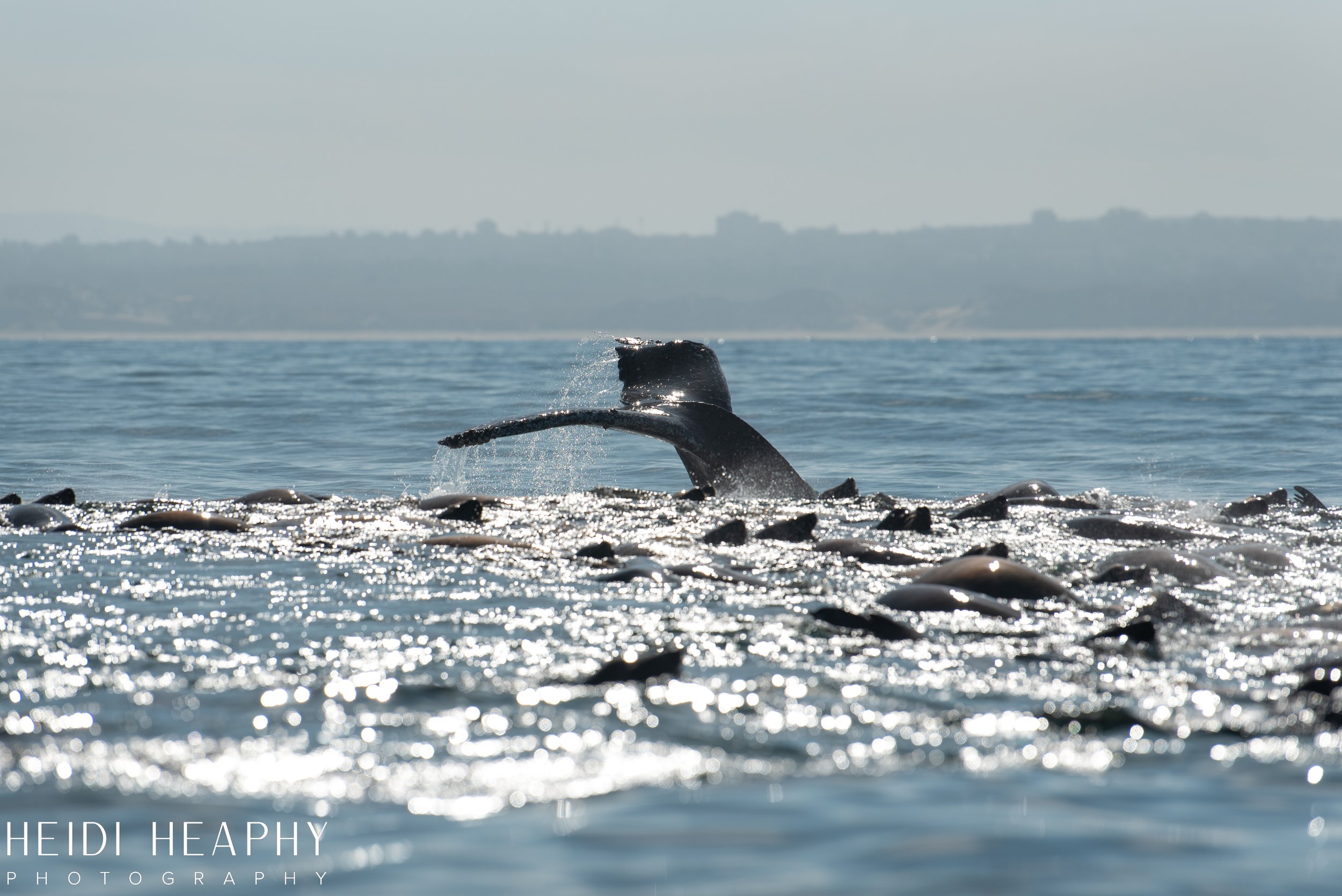 Oregon Coast Photographer, California Photographer, Whales, Humpback whales_6.jpg