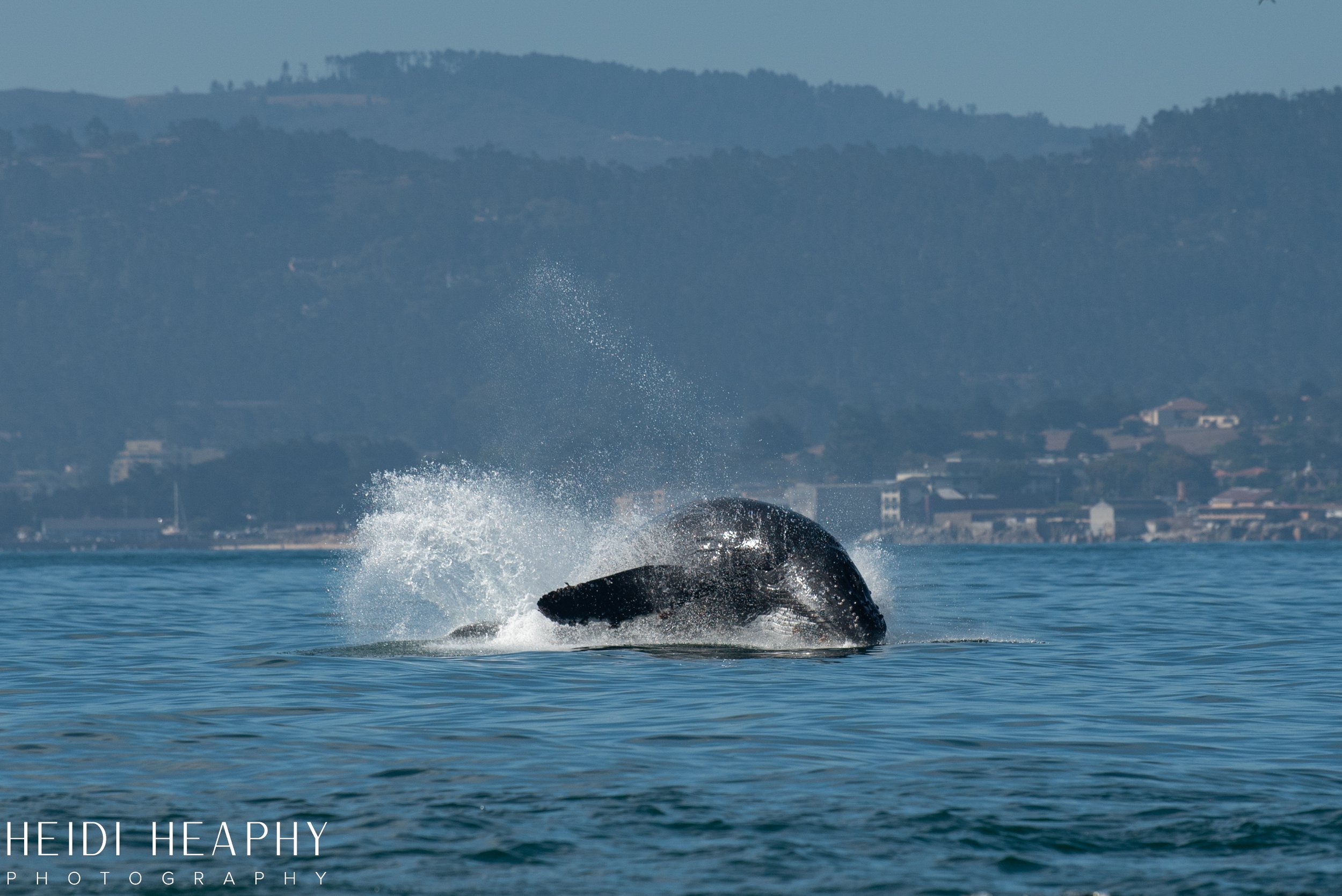 Oregon Coast Photographer, California Photographer, Whales, Humpback whales_11.jpg