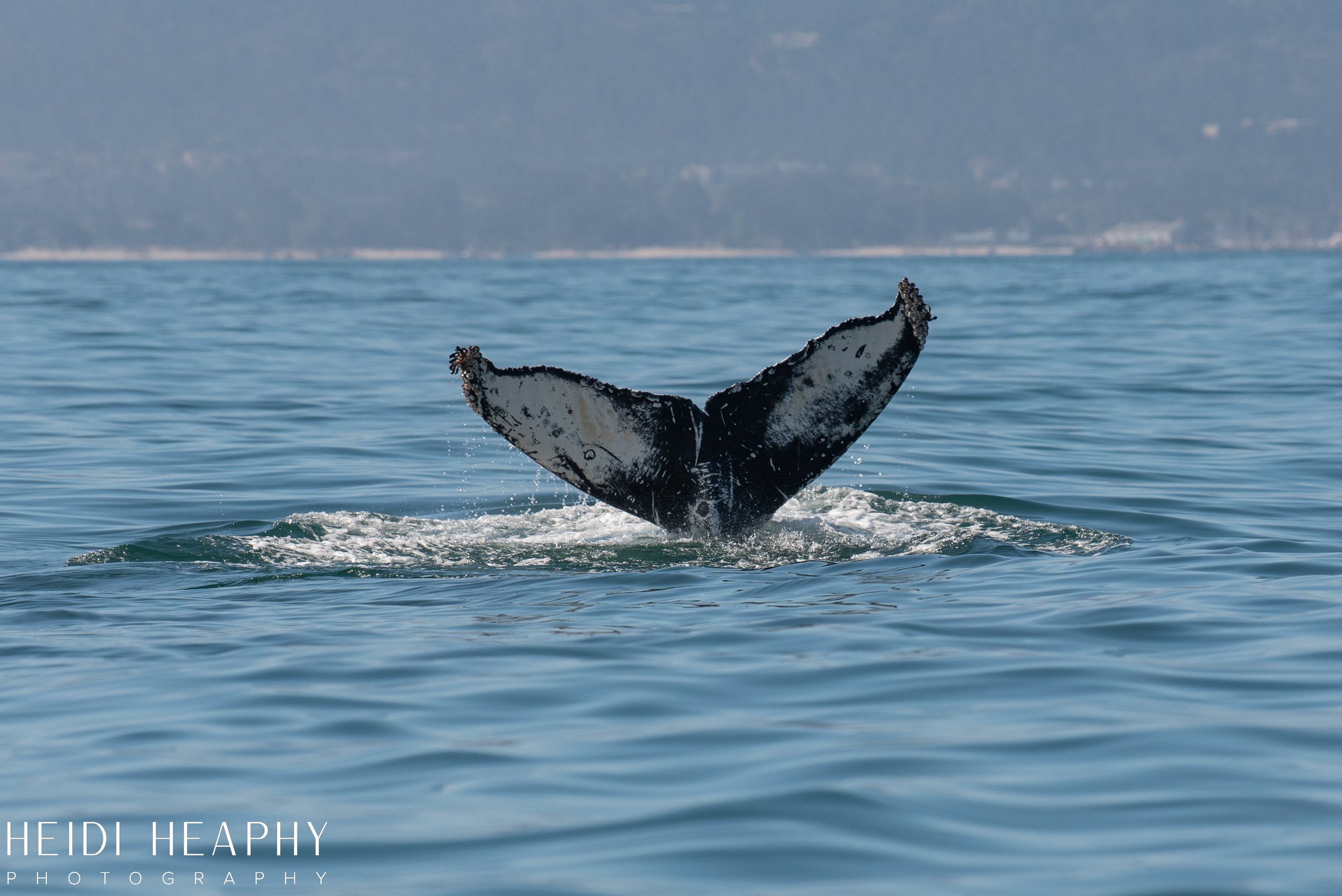 Oregon Coast Photographer, California Photographer, Whales, Humpback whales_13.jpg