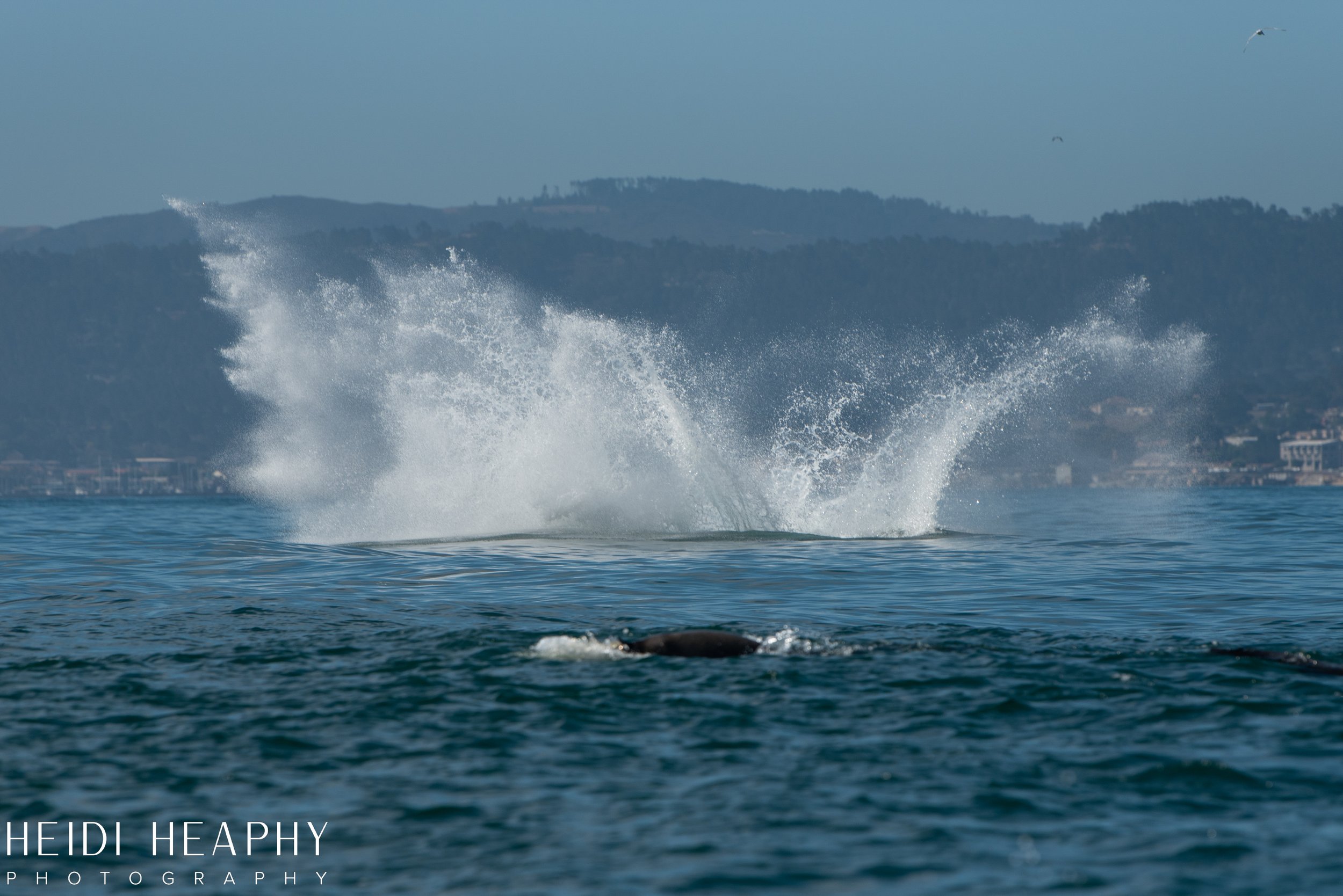 Oregon Coast Photographer, California Photographer, Whales, Humpback whales_12.jpg