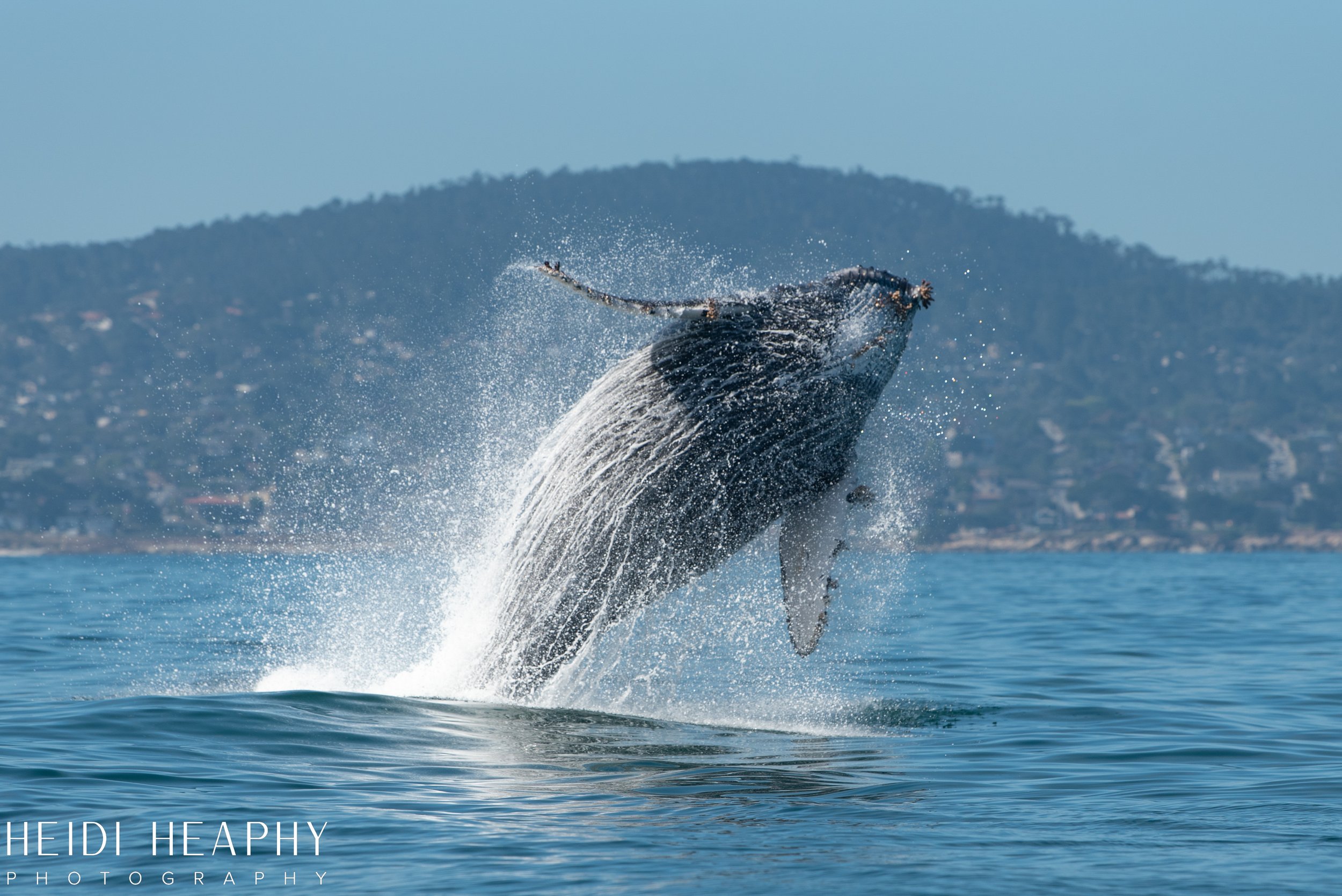 Oregon Coast Photographer, California Photographer, Whales, Humpback whales_15.jpg