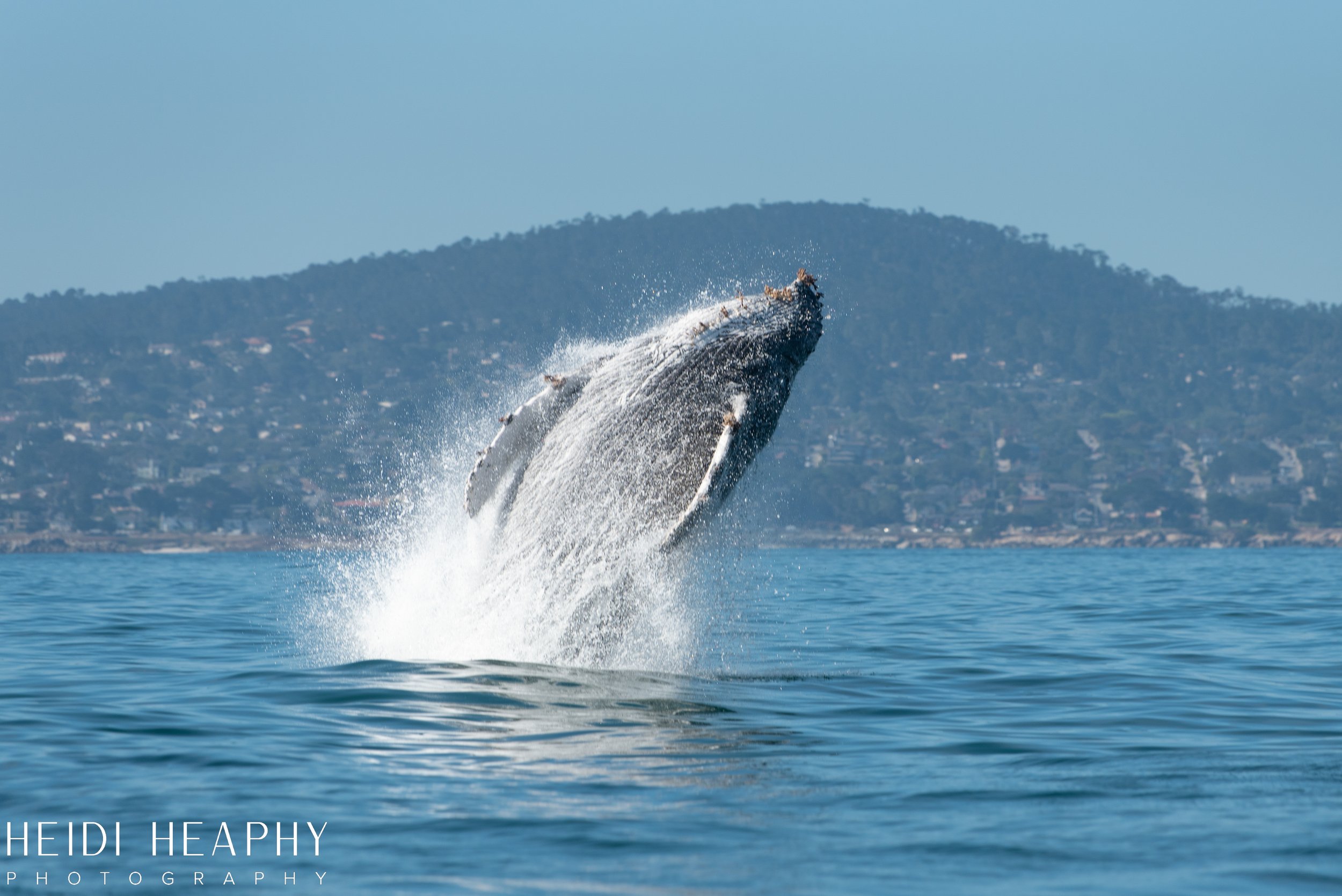 Oregon Coast Photographer, California Photographer, Whales, Humpback whales_14.jpg