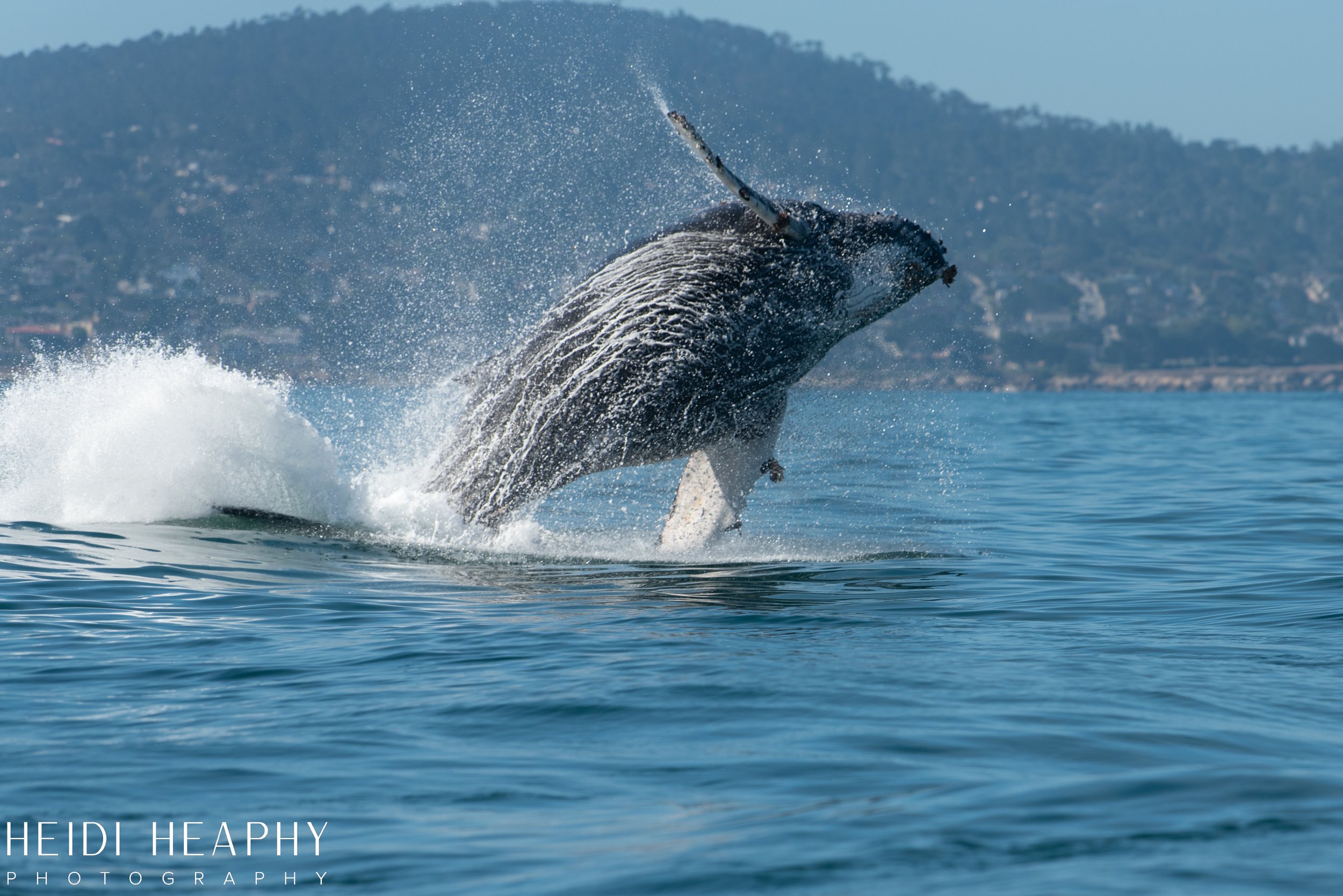 Oregon Coast Photographer, California Photographer, Whales, Humpback whales_16.jpg