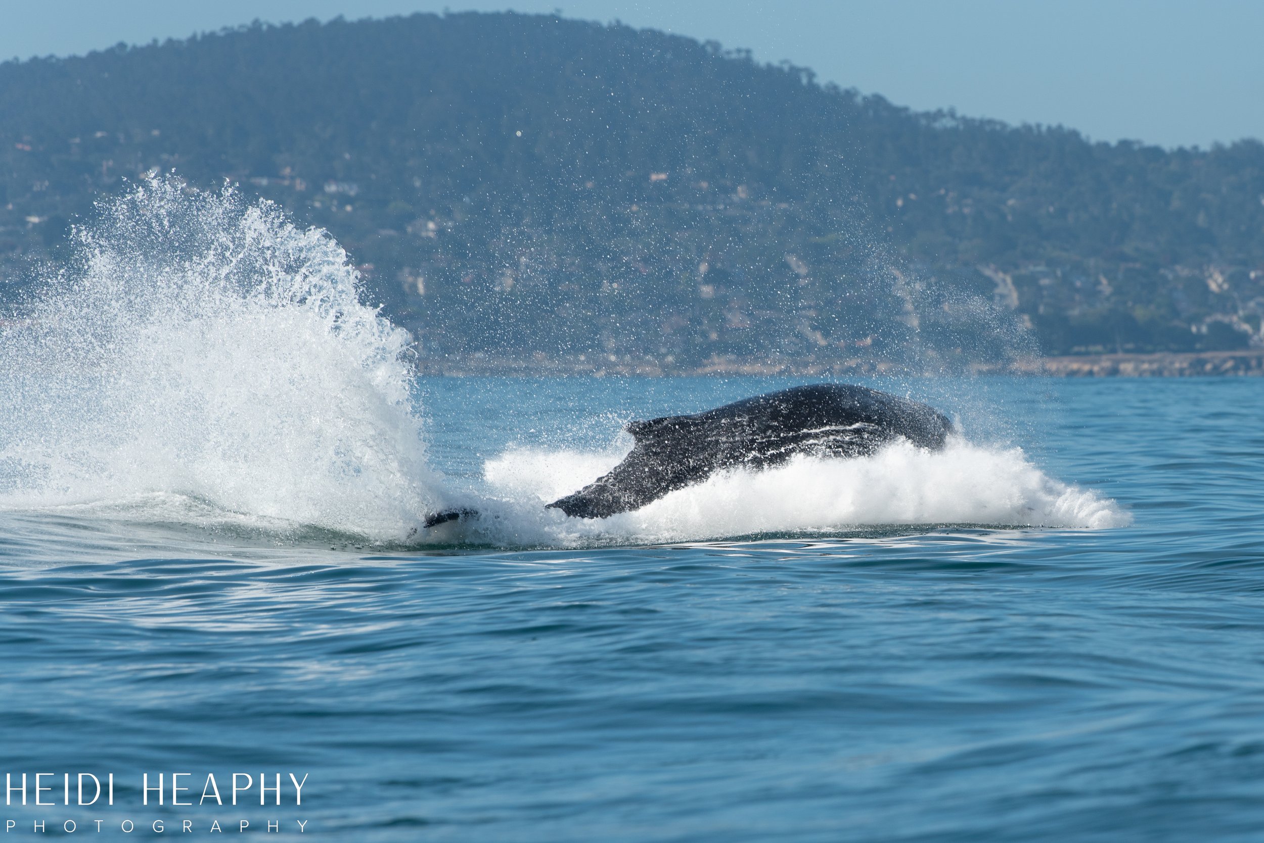 Oregon Coast Photographer, California Photographer, Whales, Humpback whales_17.jpg