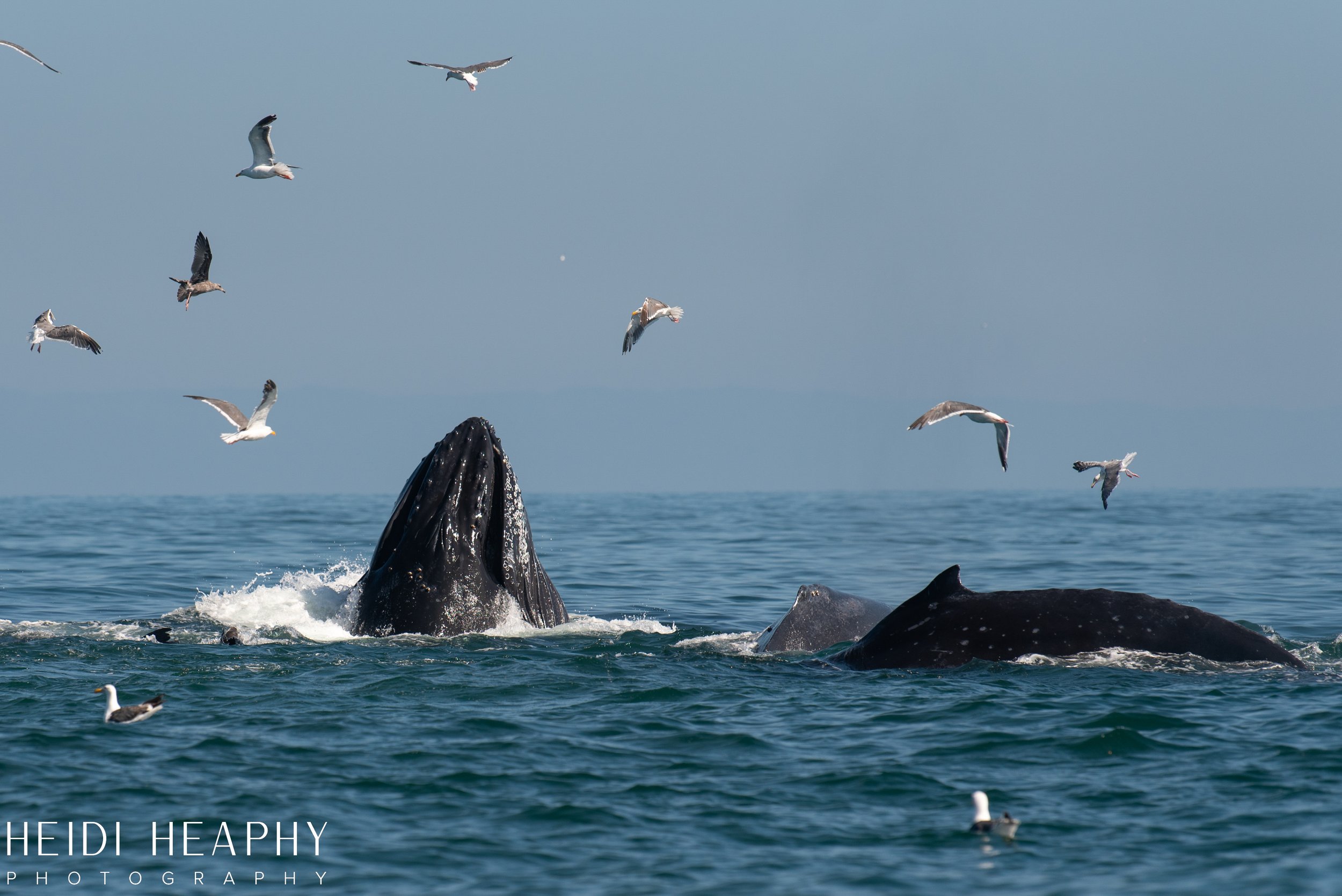 Oregon Coast Photographer, California Photographer, Whales, Humpback whales_19.jpg