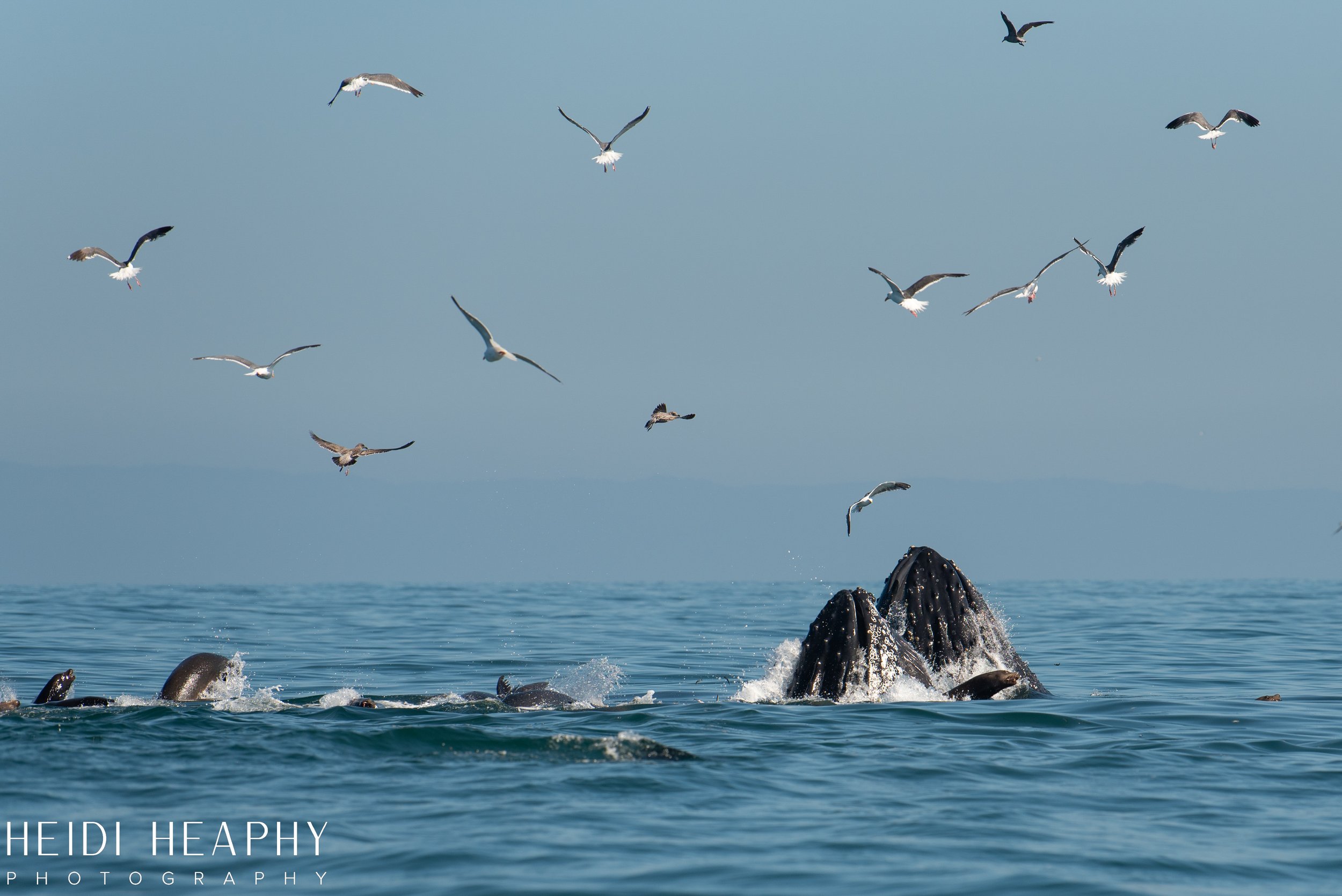 Oregon Coast Photographer, California Photographer, Whales, Humpback whales_24.jpg