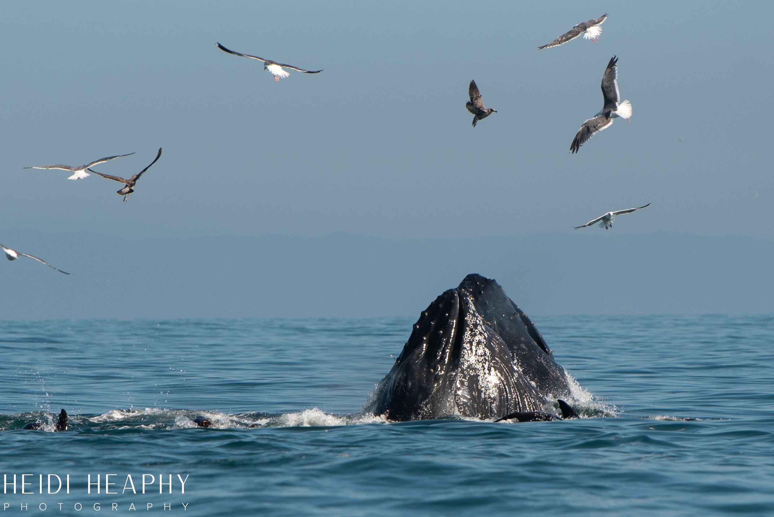 Oregon Coast Photographer, California Photographer, Whales, Humpback whales_25.jpg